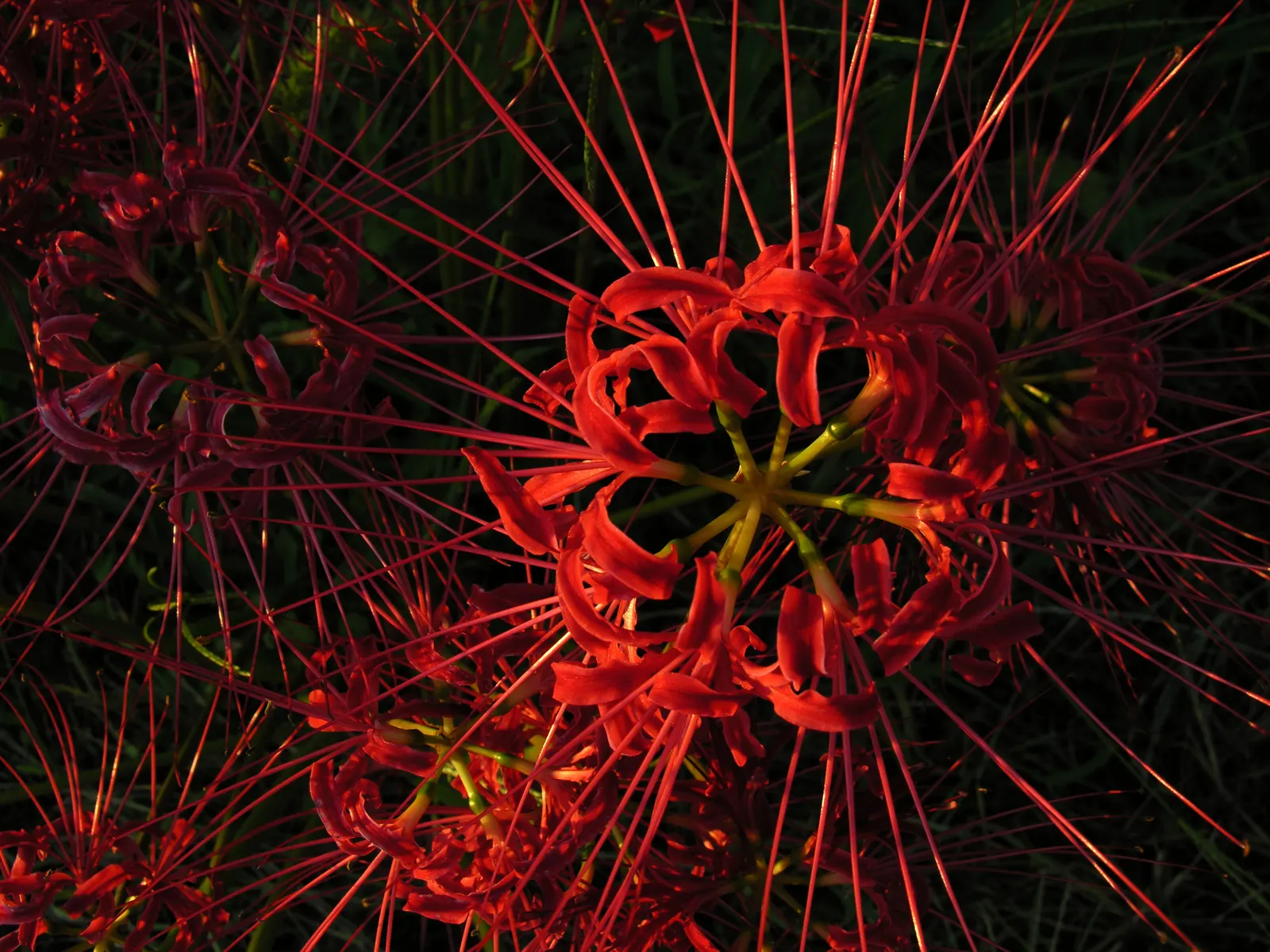 Spider Lily (Lycoris Radiata) — making them an excellent choice for xeriscaping or areas with low rainfall; ensuring a dramatic autumnal display in, image 72