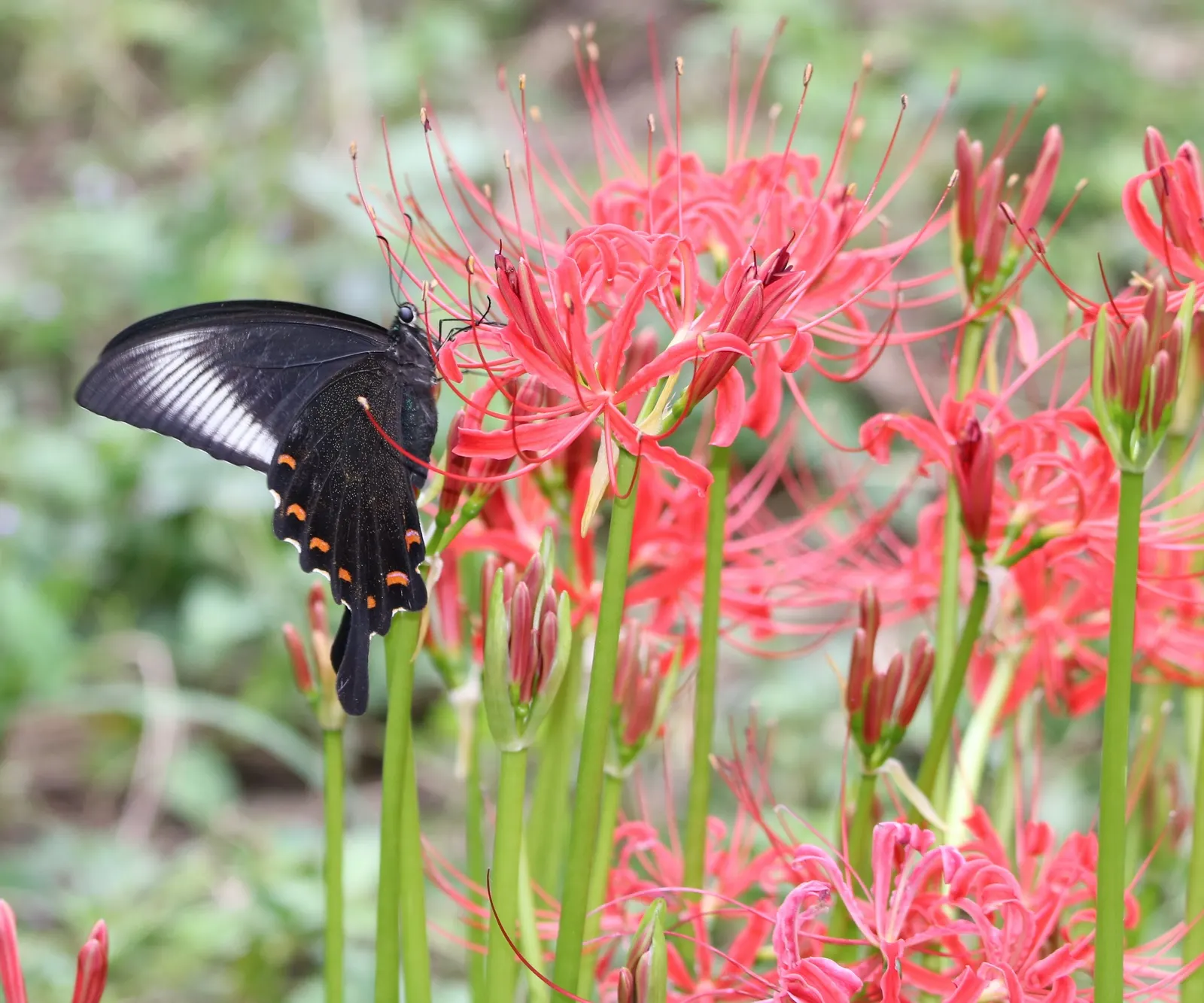 Spider Lily (Lycoris Radiata) — For visual impact, group them in clusters of 5 to 7 bulbs spaced approximately 8 to 10 inches apart; their flowers, image 219