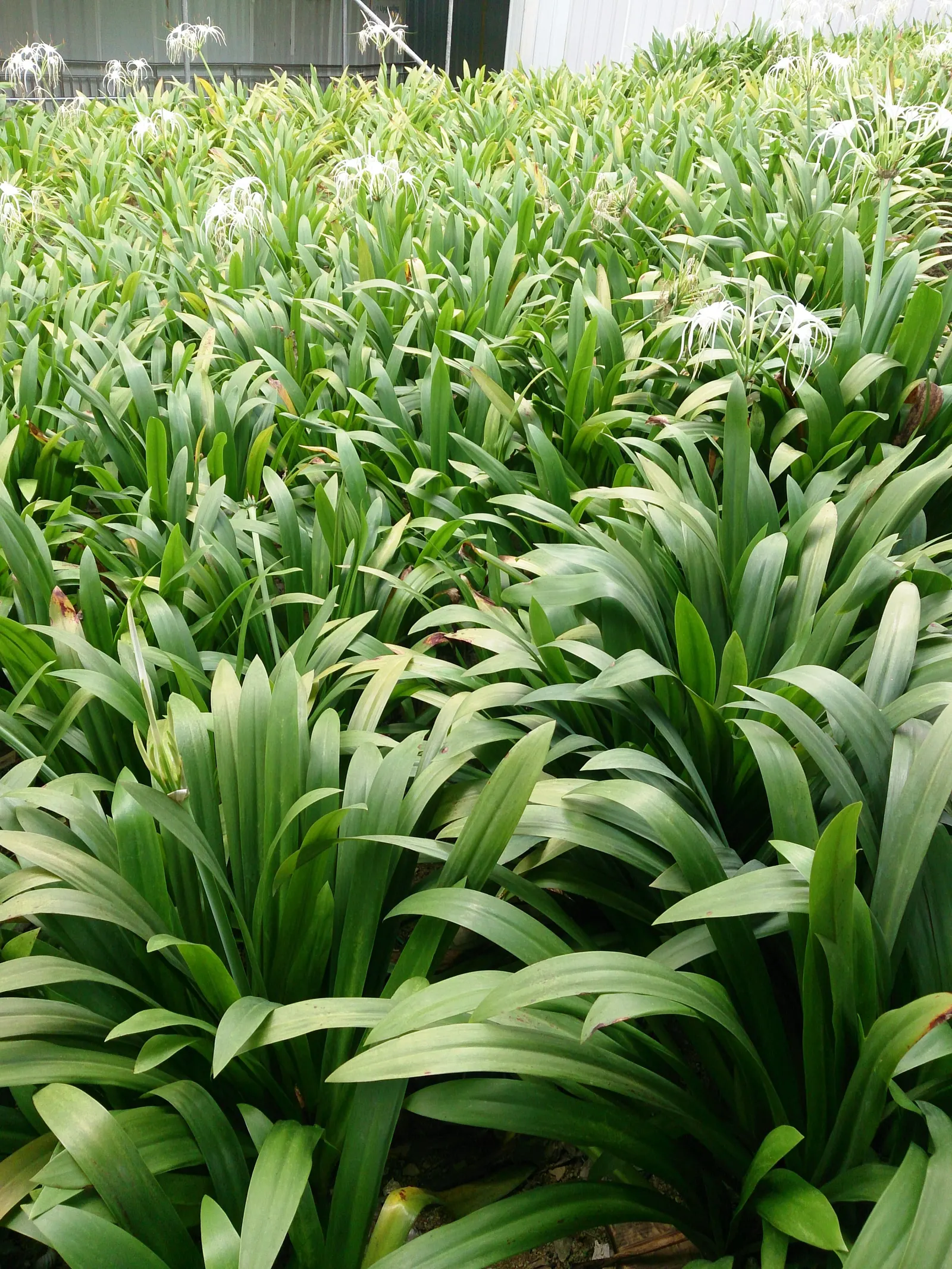 Spider Lily (Lycoris Radiata) — bulb for full or half or shade; ensuring a dramatic autumnal display in residential or commercial, image 140