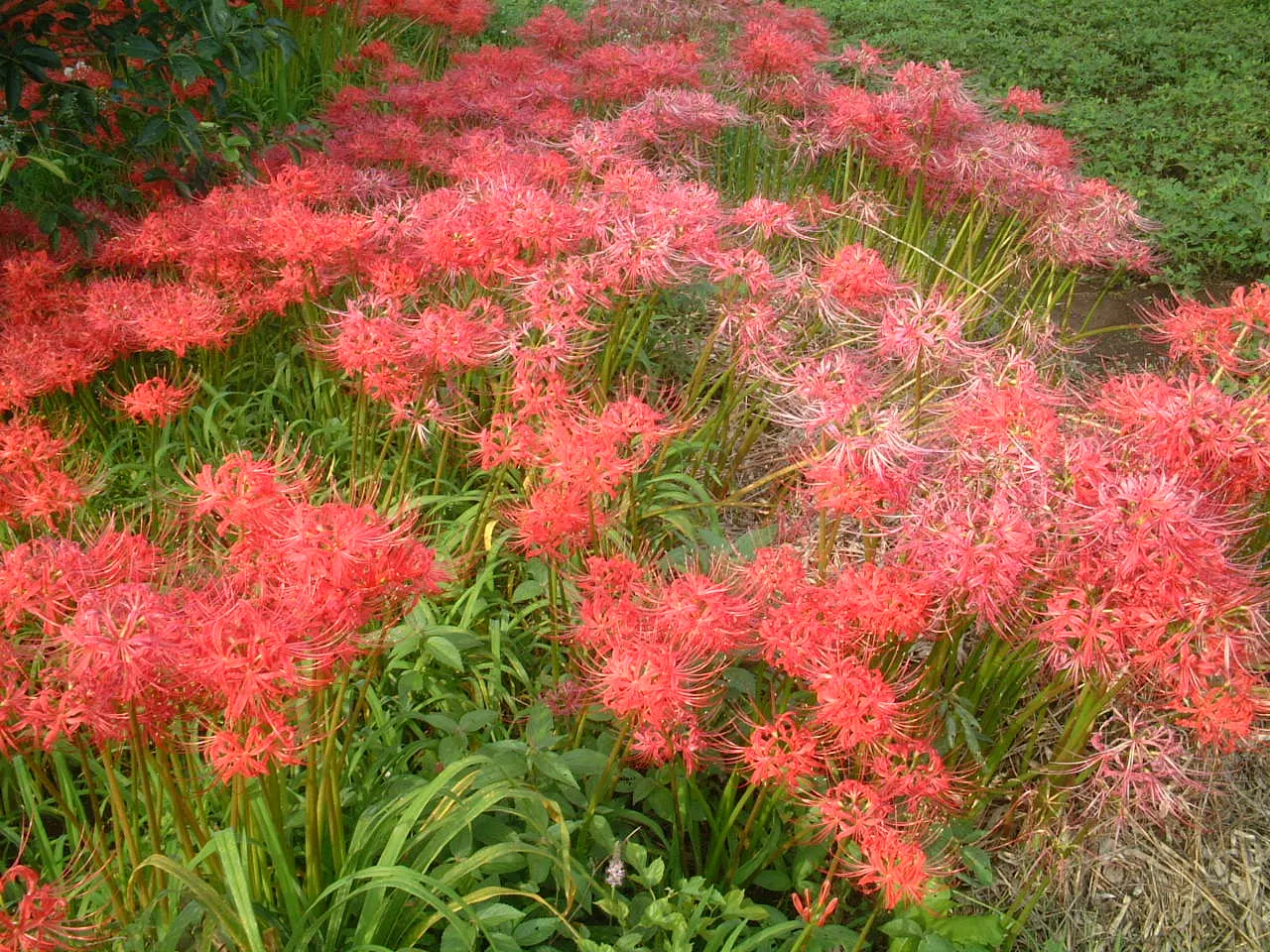 Spider Lily (Lycoris Radiata) — A member of the Amaryllidaceae family
