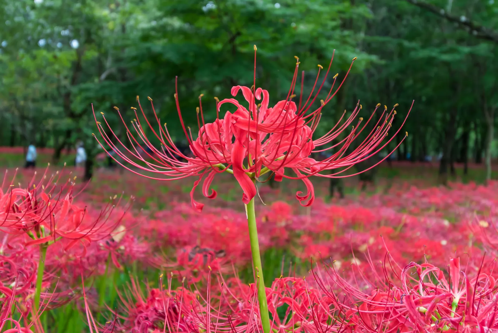 Spider Lily (Lycoris Radiata) — Their flowers are vibrant red with narrow