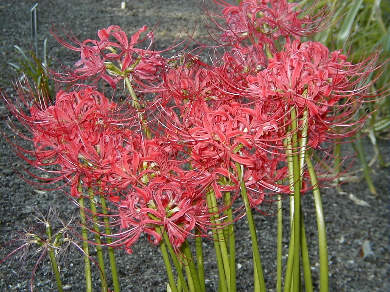 Spider Lily (Lycoris Radiata) — is an enchanting perennial bulb that adds a touch of exotic flair to any landscape
