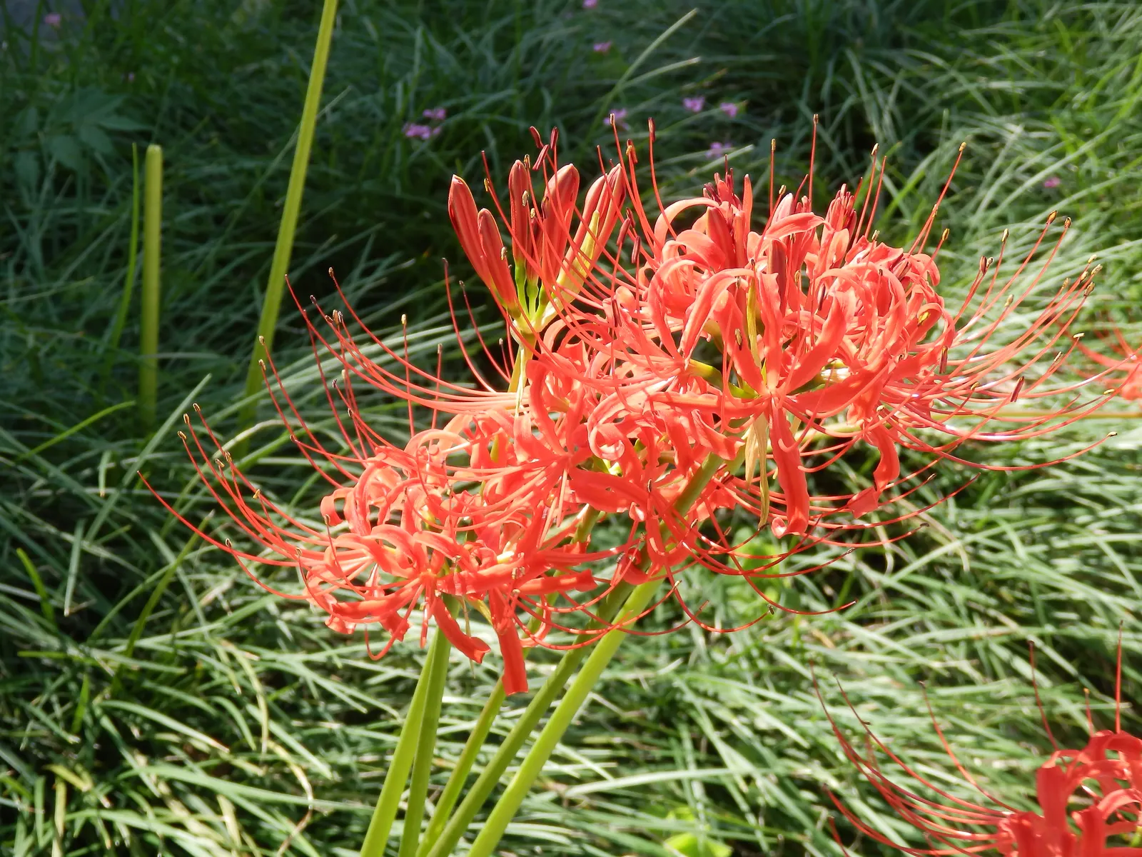 Spider Lily (Lycoris Radiata) — bulb for full or half or shade; ensuring a dramatic autumnal display in residential or commercial, image 168
