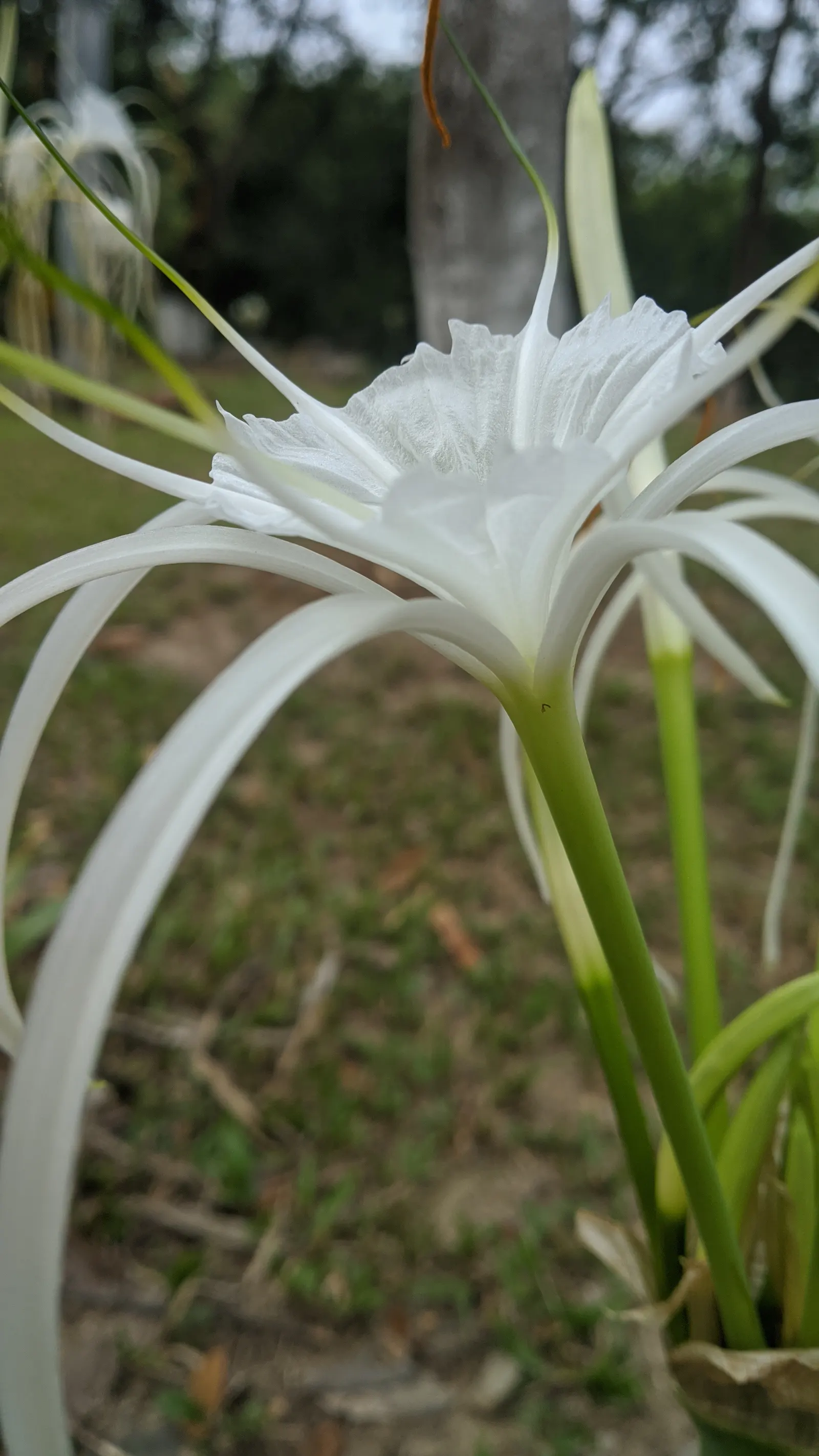 Spider Lily (Lycoris Radiata) — be mindful of their placement in gardens where pets or small children play; reaching 1-2 feet in height, it's ideal, image 161