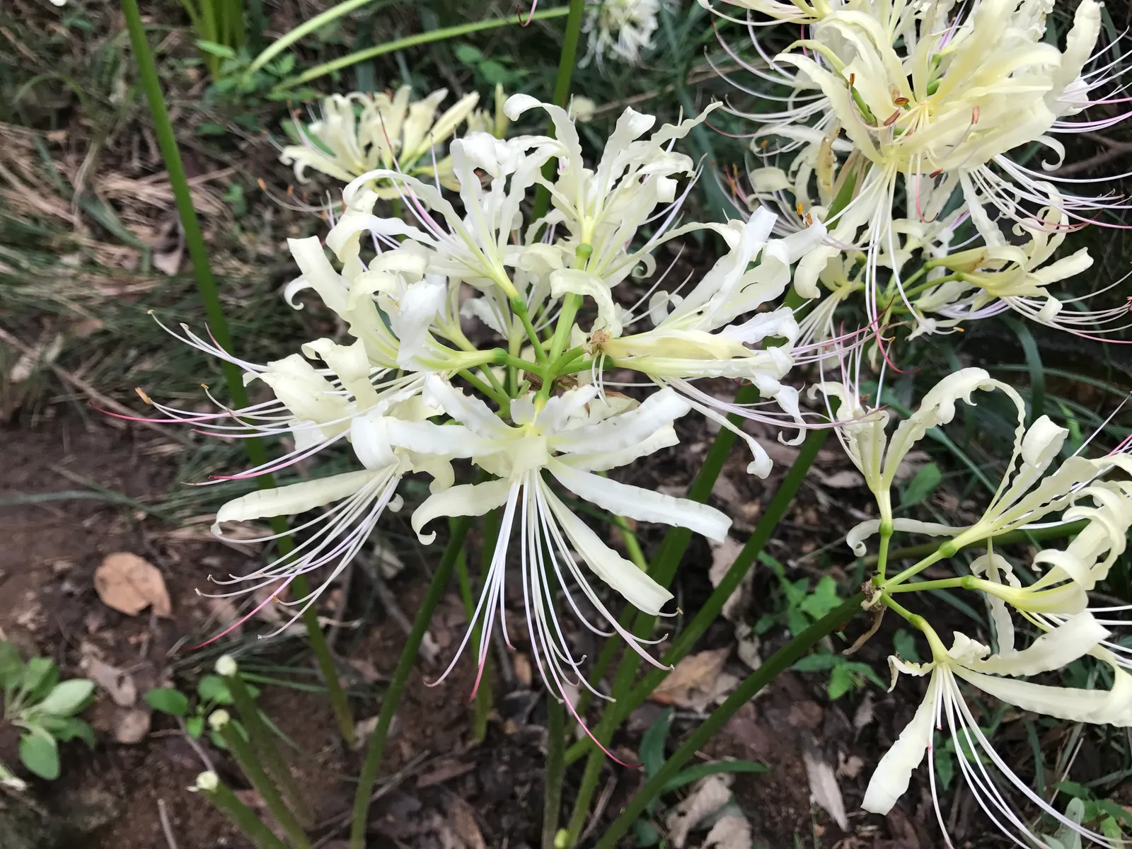 Spider Lily (Lycoris Radiata) — making them an excellent choice for xeriscaping or areas with low rainfall; ensuring a dramatic autumnal display in, image 156