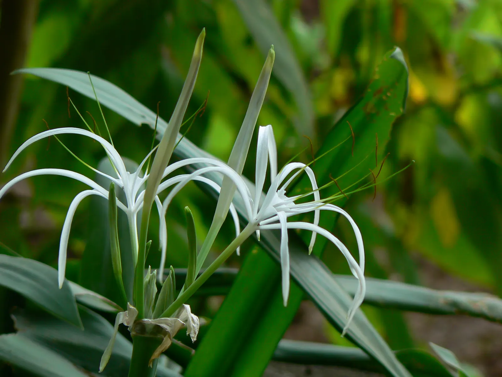 Spider Lily (Lycoris Radiata) — bulb with red blooms; their flowers are vibrant red with narrow, image 195