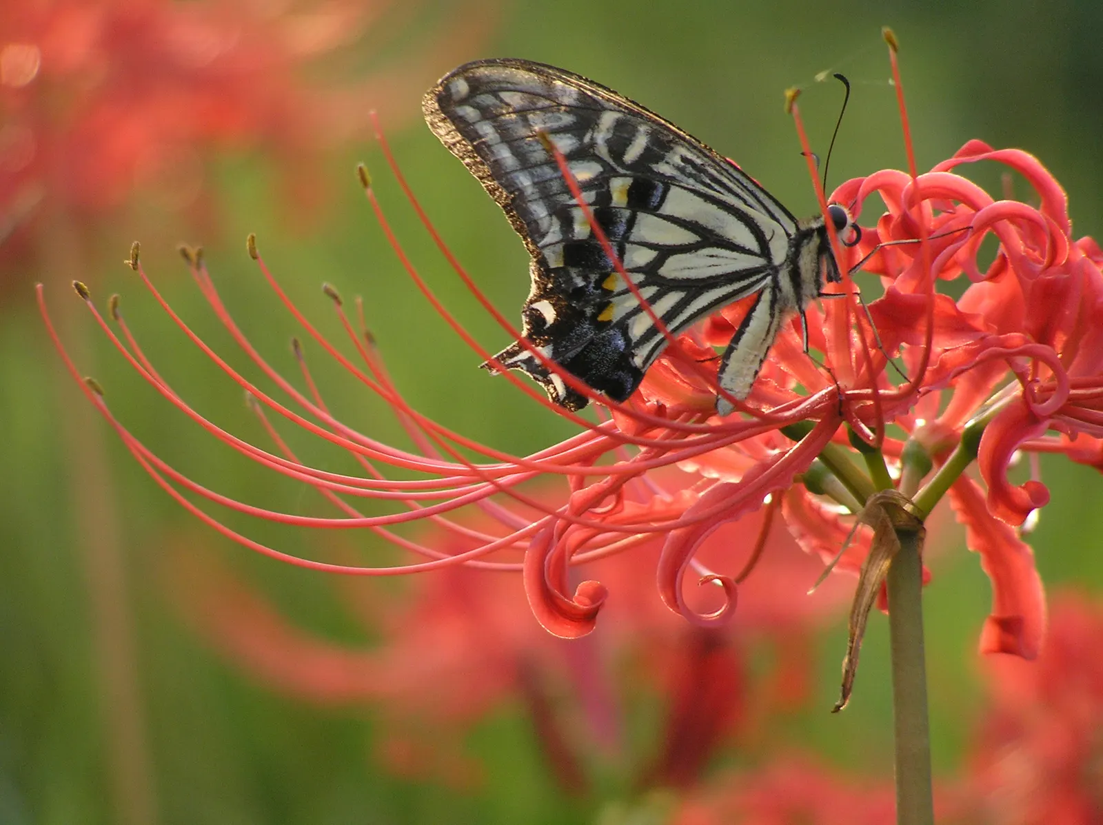 Spider Lily (Lycoris Radiata) — red flowers in the garden; which emerge in late summer to early fall, image 82