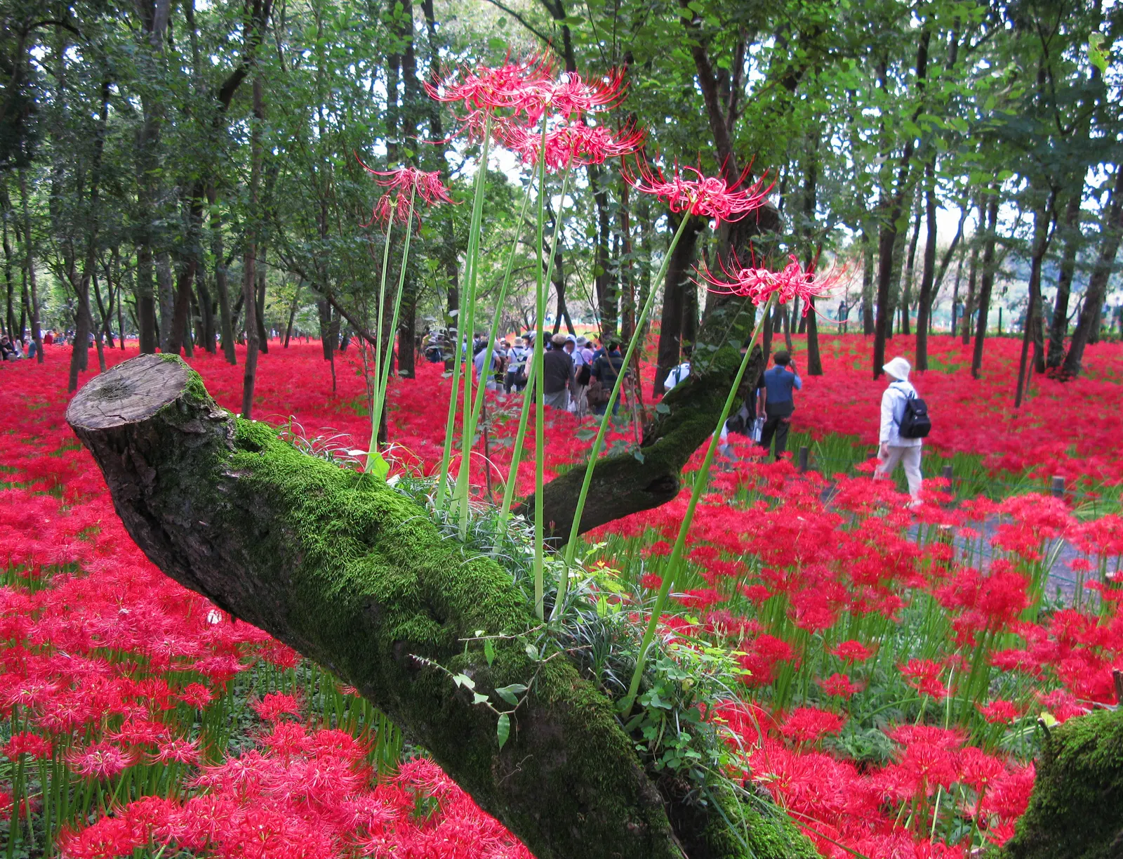 Spider Lily (Lycoris Radiata) — Moreover, these bulbs can naturalize over time, forming impressive clumps; which emerge in late summer to early fall, image 78