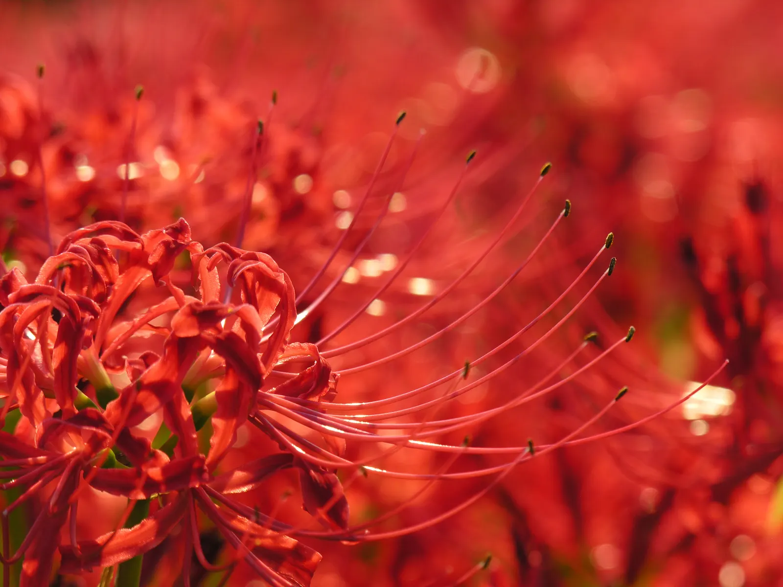 Spider Lily (Lycoris Radiata) — Moreover, these bulbs can naturalize over time, forming impressive clumps; which emerge in late summer to early fall, image 134