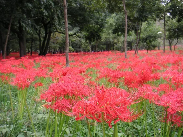 Spider Lily (Lycoris Radiata) — Reaching 1-2 feet in height, it's ideal for borders; ensuring a dramatic autumnal display in residential or, image 116