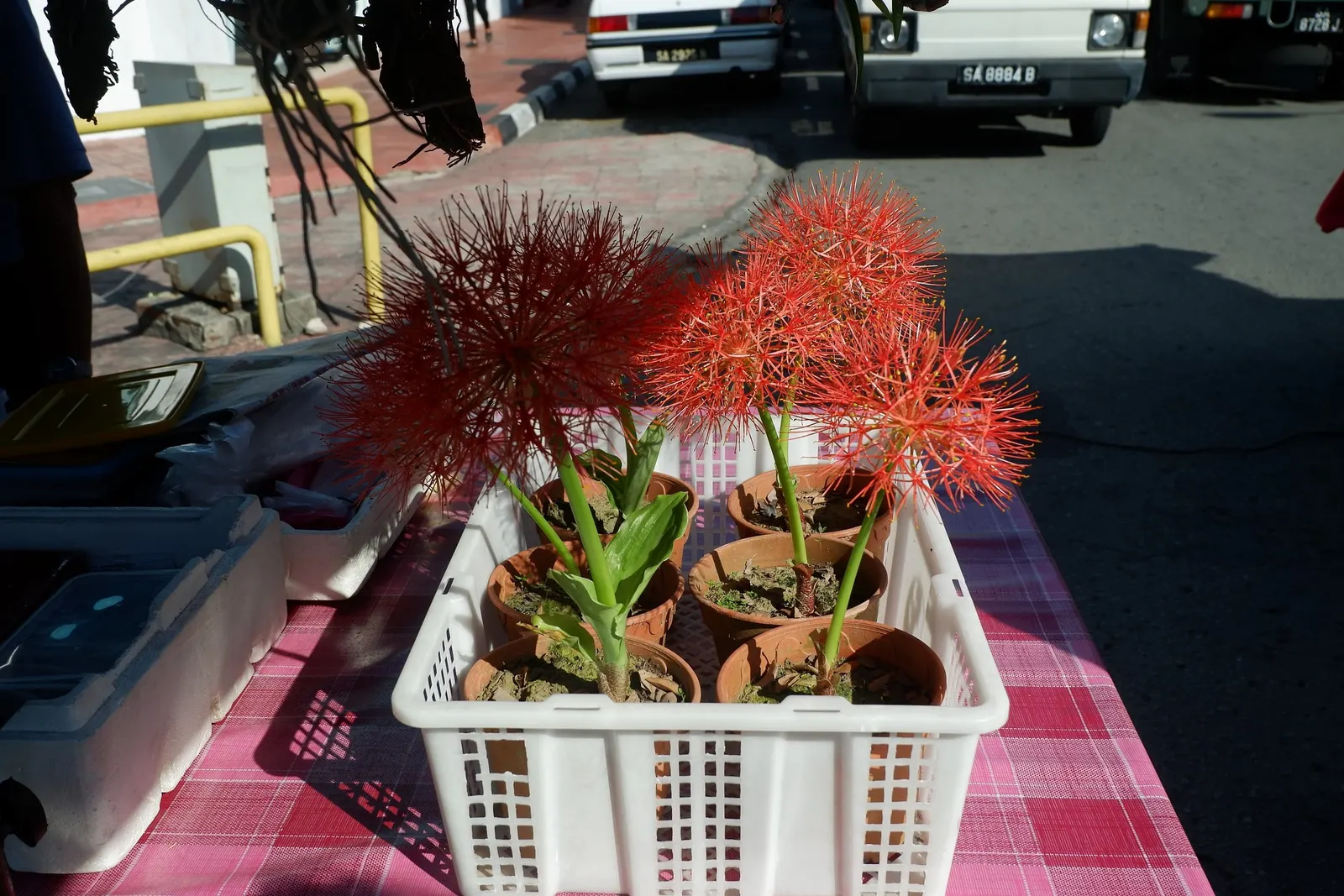 Spider Lily (Lycoris Radiata) — consider placing them in full sun to partial shade; reaching 1-2 feet in height, it's ideal for borders, image 69