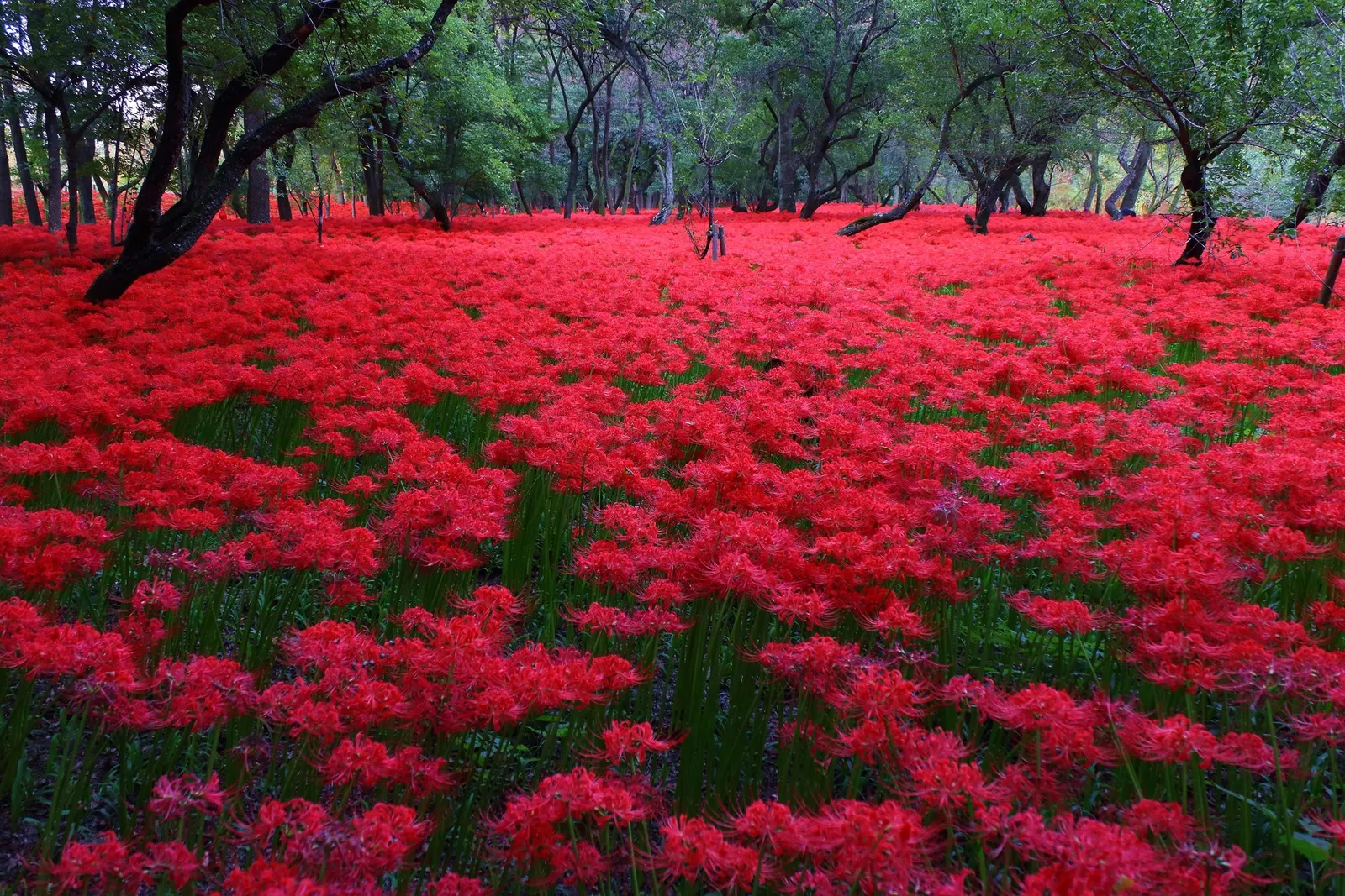 Spider Lily (Lycoris Radiata) — bulb with red blooms; their flowers are vibrant red with narrow, image 111