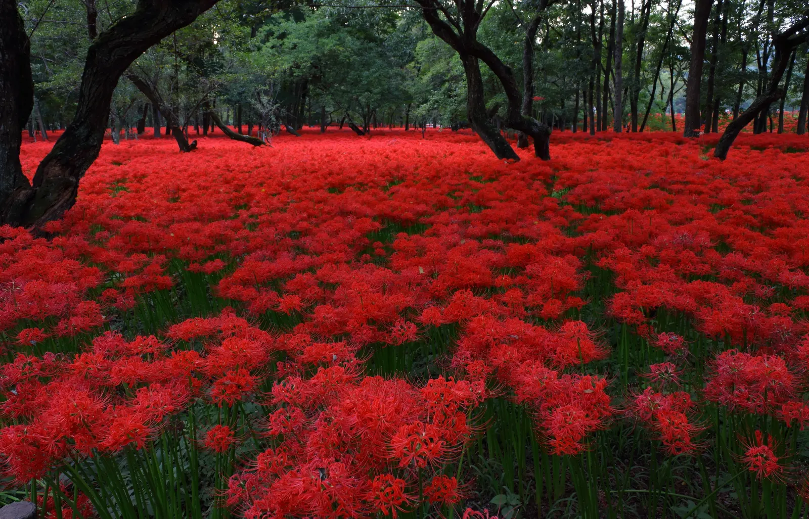 Spider Lily (Lycoris Radiata) — though they will thrive with regular; reaching 1-2 feet in height, it's ideal for borders, image 185