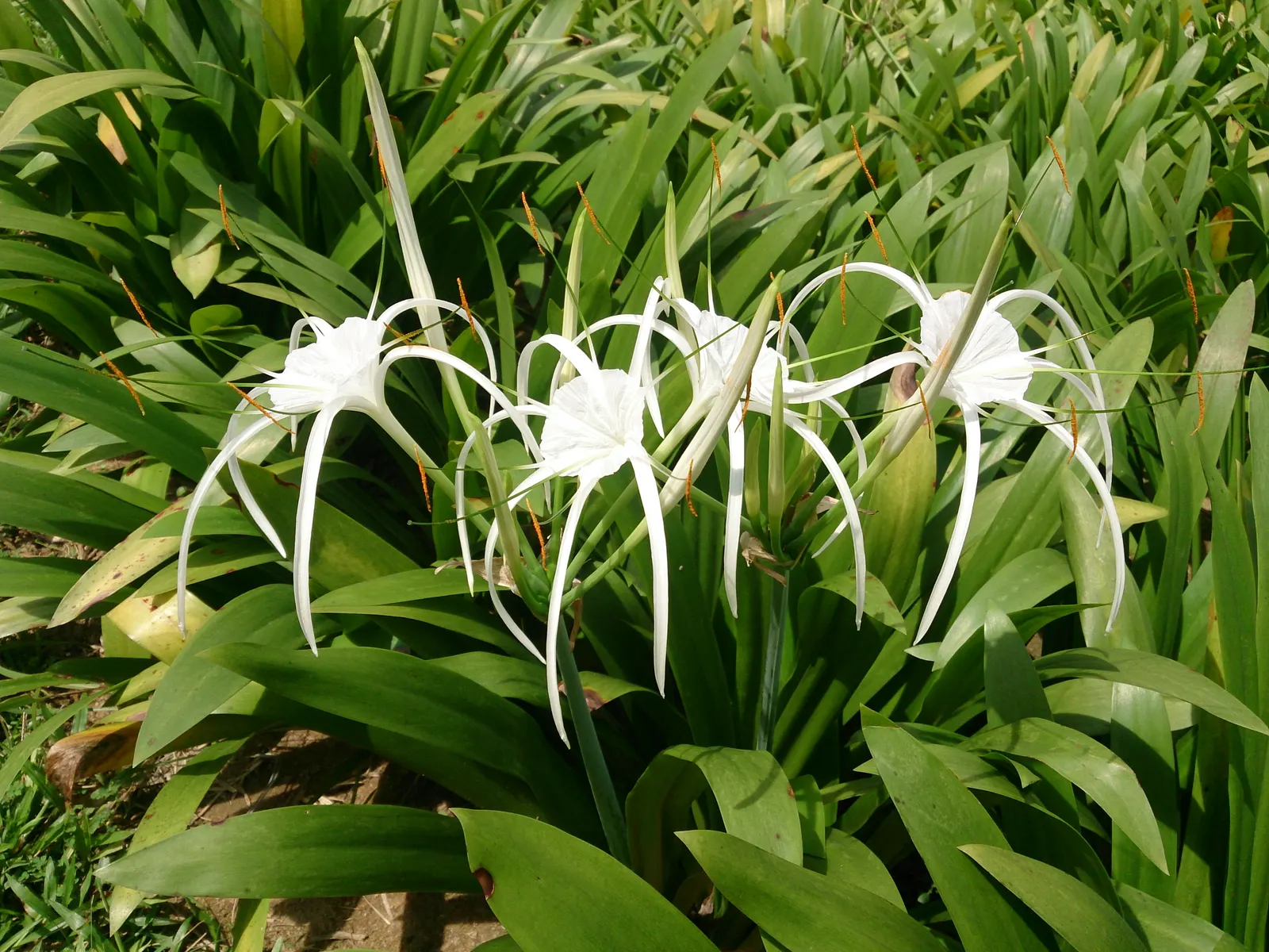 Spider Lily (Lycoris Radiata) — making them an excellent choice for xeriscaping or areas with low rainfall