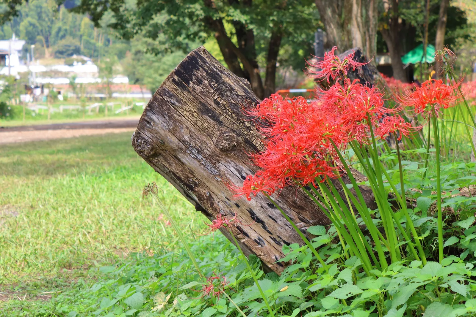 Spider Lily (Lycoris Radiata) — is an enchanting perennial bulb that adds a touch of exotic flair to any landscape; ensuring a dramatic autumnal, image 64