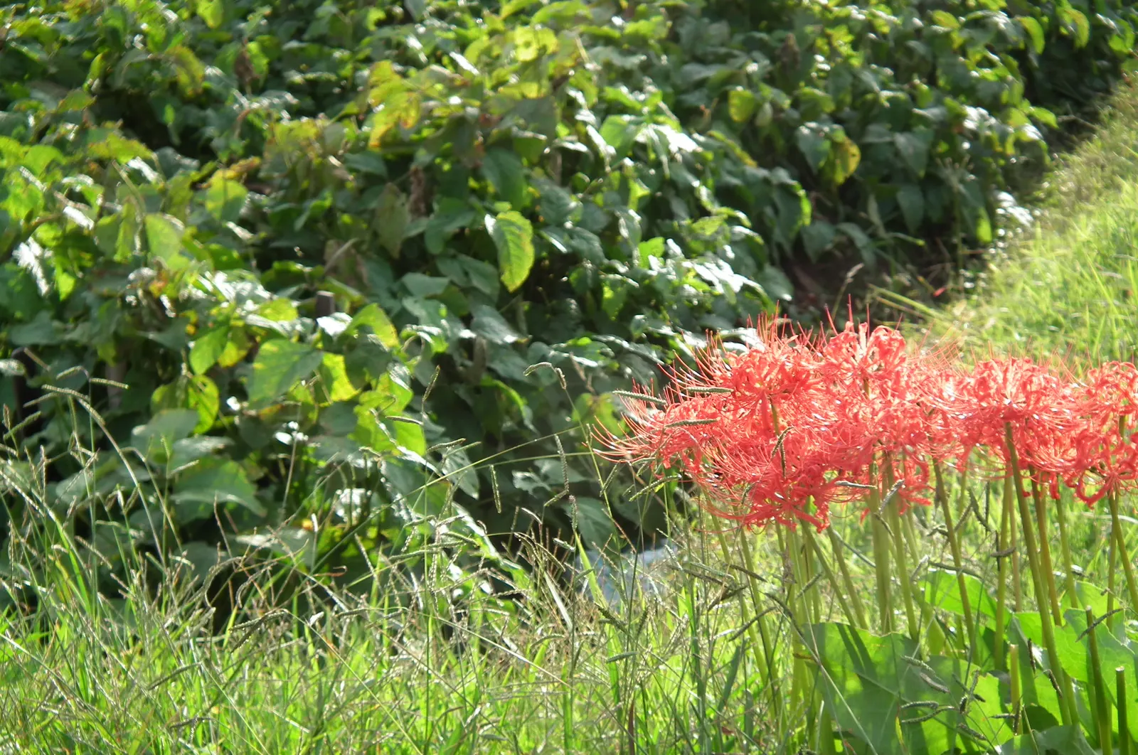 Spider Lily (Lycoris Radiata) — boasting vibrant red flowers with elongated petals forming an intricate spider-like appearance