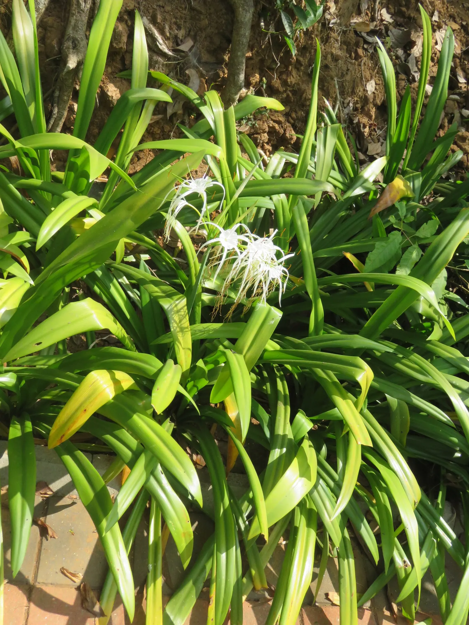 Spider Lily (Lycoris Radiata) — which emerge in late summer to early fall; their flowers are vibrant red with narrow, image 207