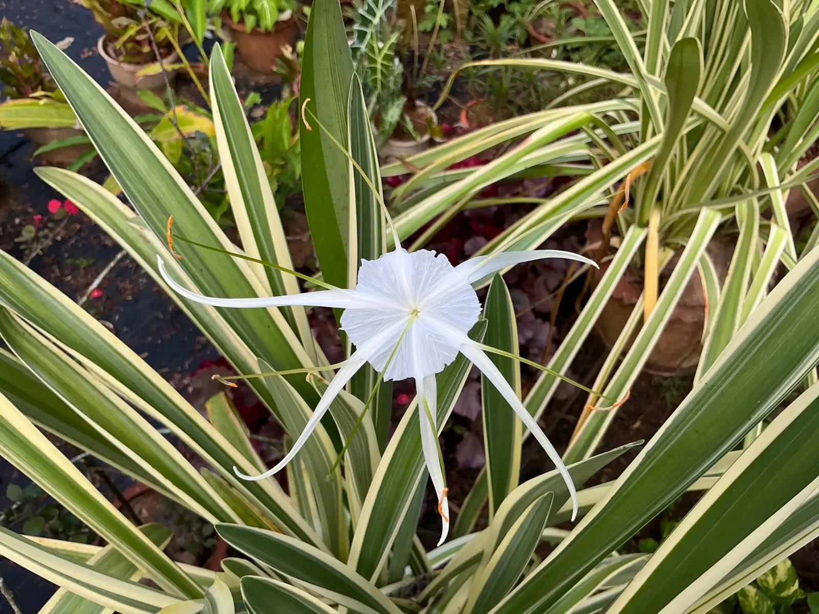 Spider Lily (Lycoris Radiata) — A member of the Amaryllidaceae family; reaching 1-2 feet in height, it's ideal for borders, image 205