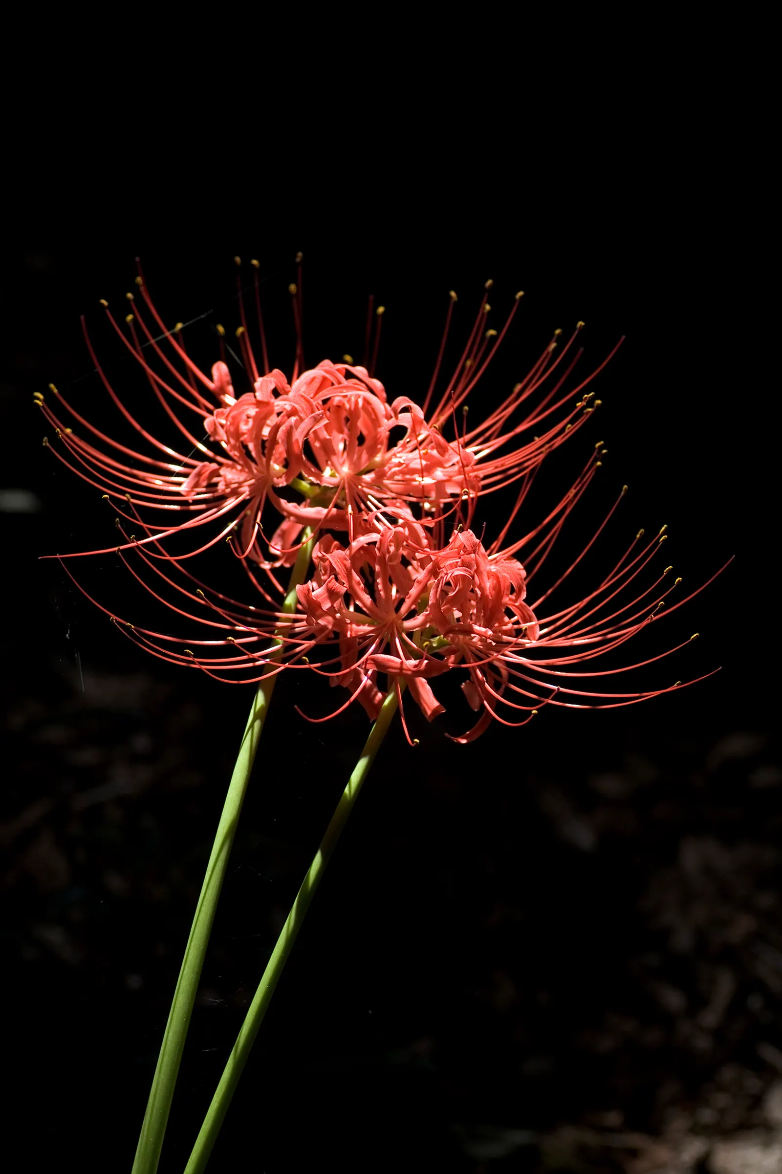 Spider Lily (Lycoris Radiata) — this plant is coveted for its unique and striking spidery blossoms; which emerge in late summer to early fall, image 178