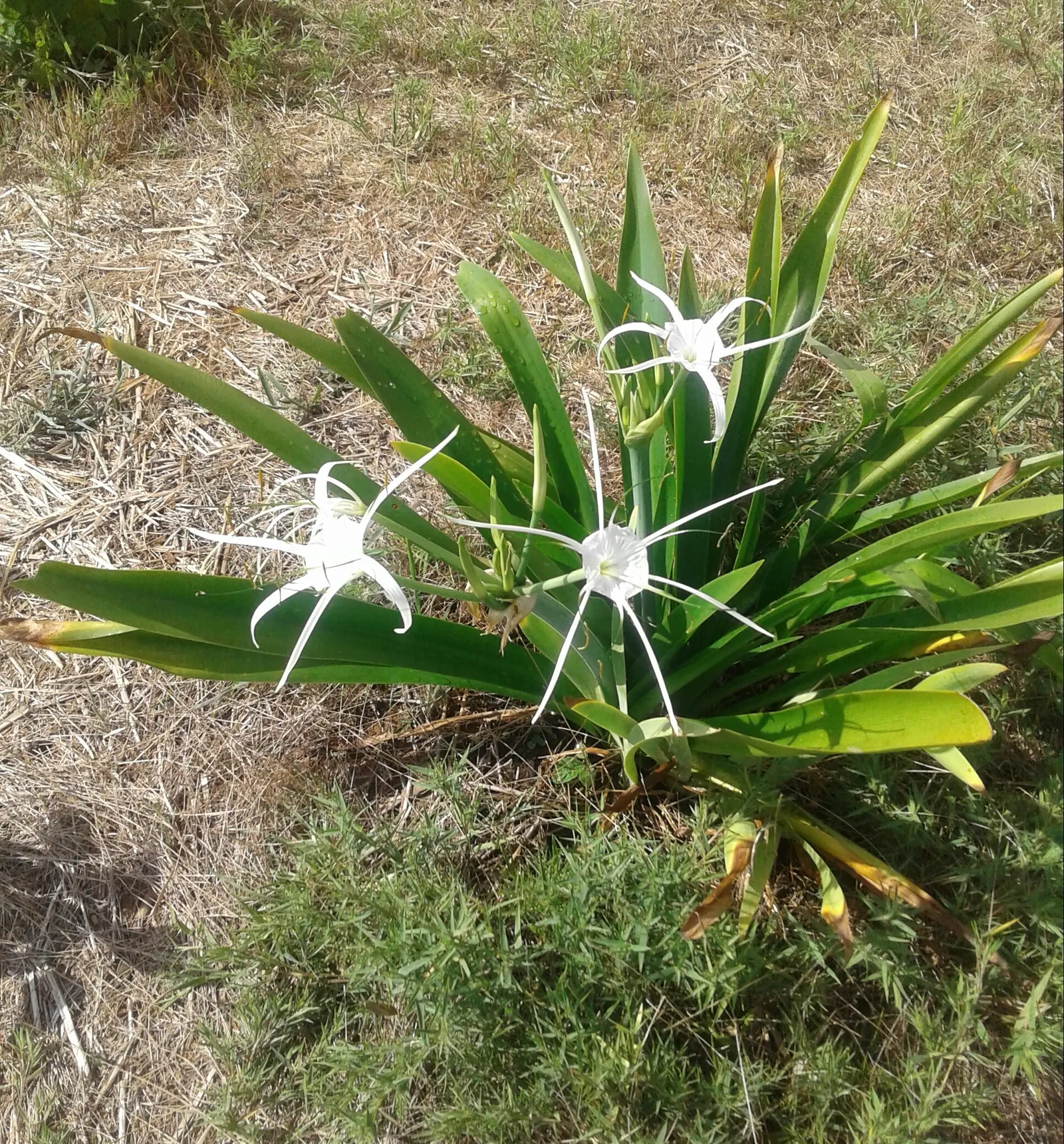 Spider Lily (Lycoris Radiata) — Reaching 1-2 feet in height, it's ideal for borders; ensuring a dramatic autumnal display in residential or, image 60