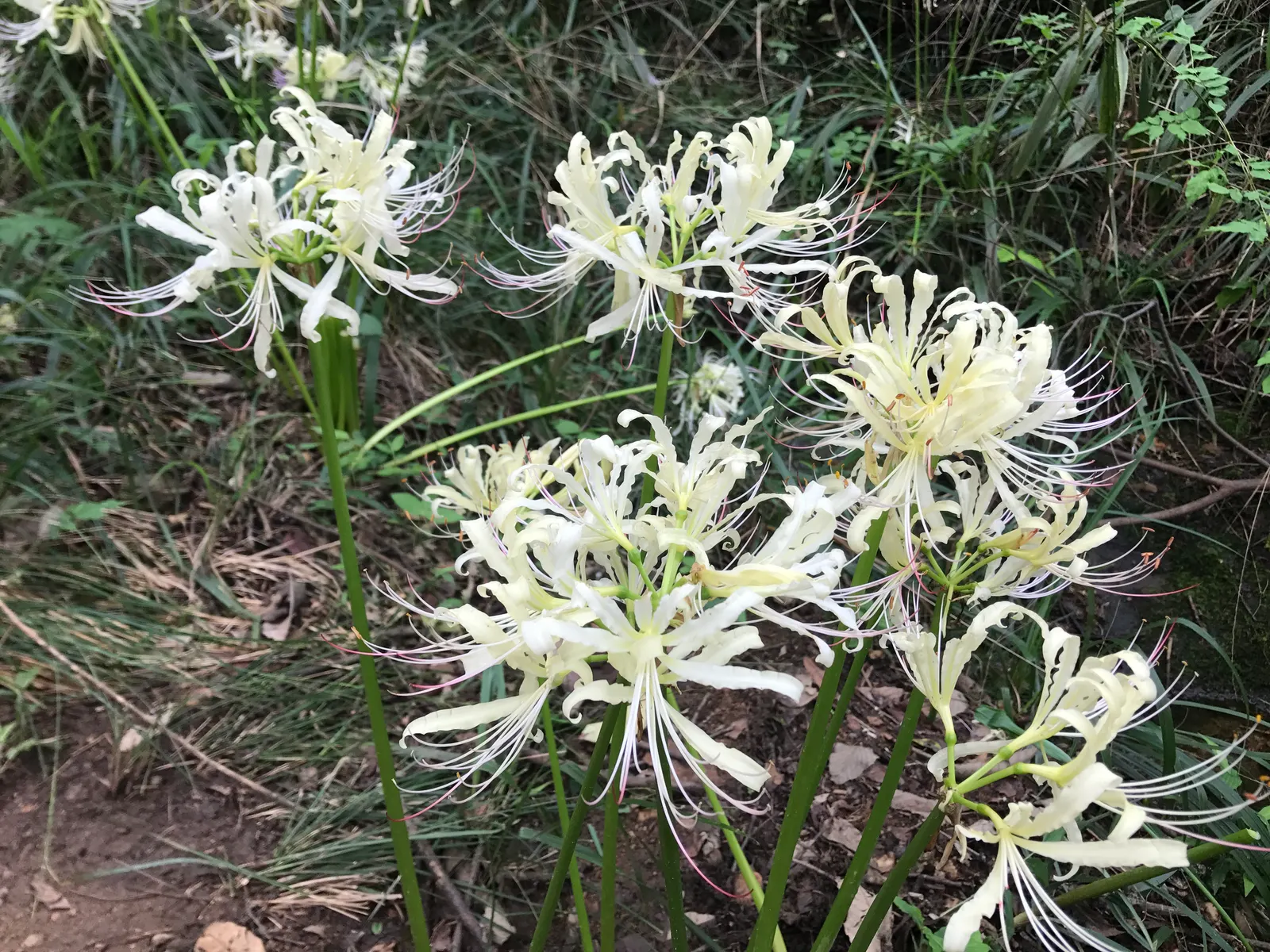 Spider Lily (Lycoris Radiata) — providing an eye-catching display when many other flowers have faded.<br><br>When designing with Spider Lilies, image 96