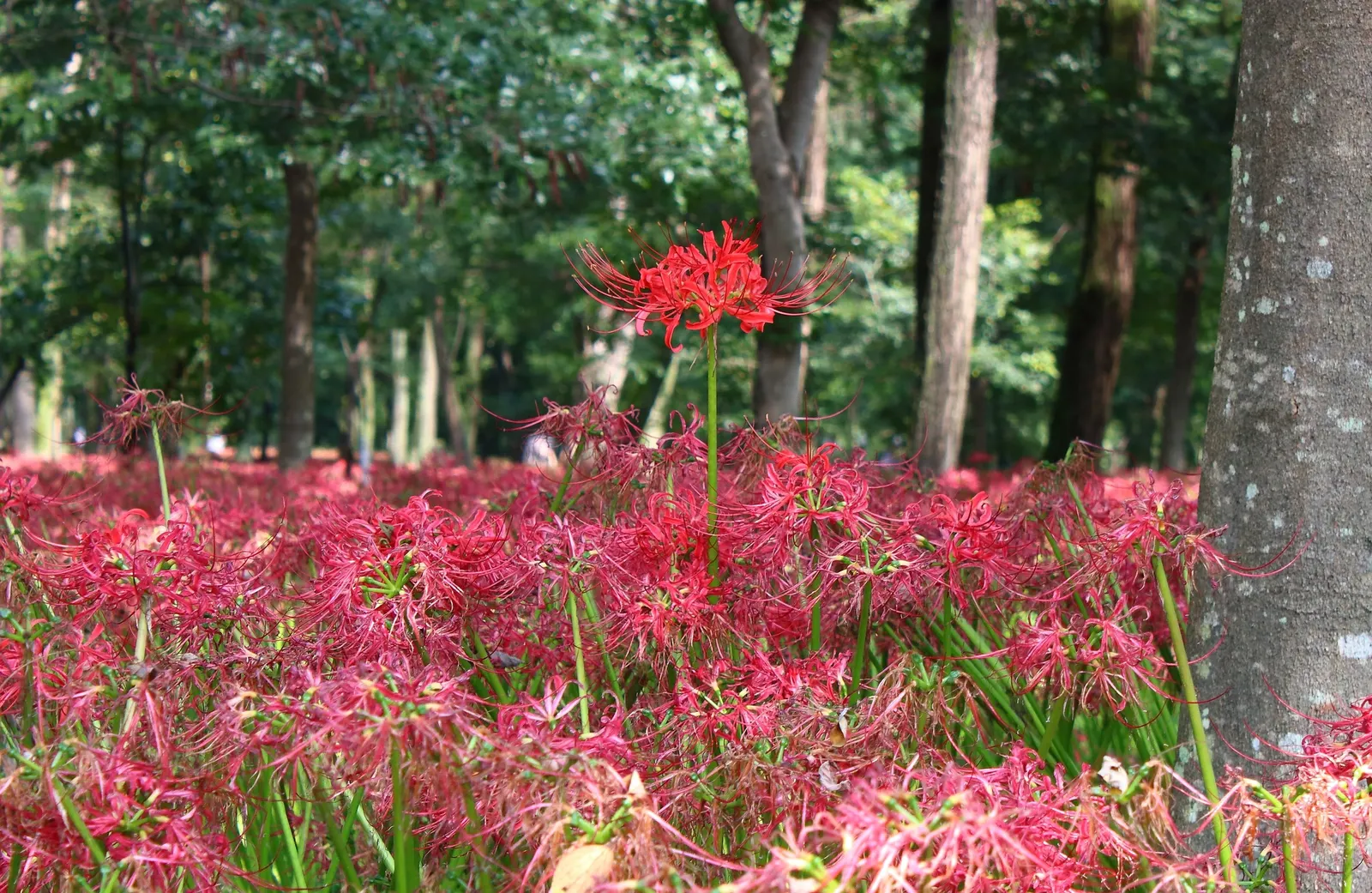 Spider Lily (Lycoris Radiata) — creating an illusion of spiders dancing atop the foliage-free stems.<br><br>As they are toxic if ingested; ensuring, image 216