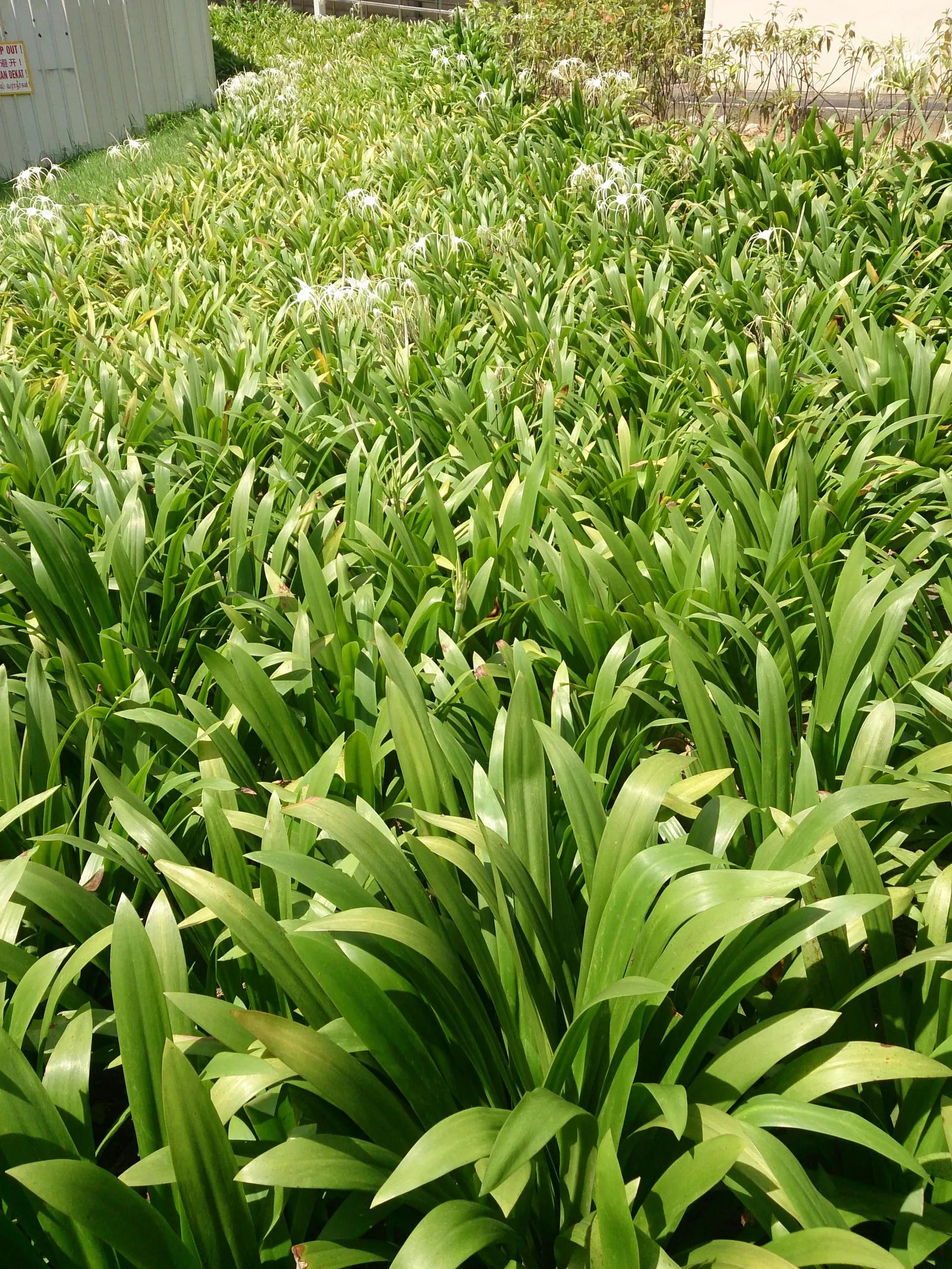 Spider Lily (Lycoris Radiata) — A member of the Amaryllidaceae family; reaching 1-2 feet in height, it's ideal for borders, image 177