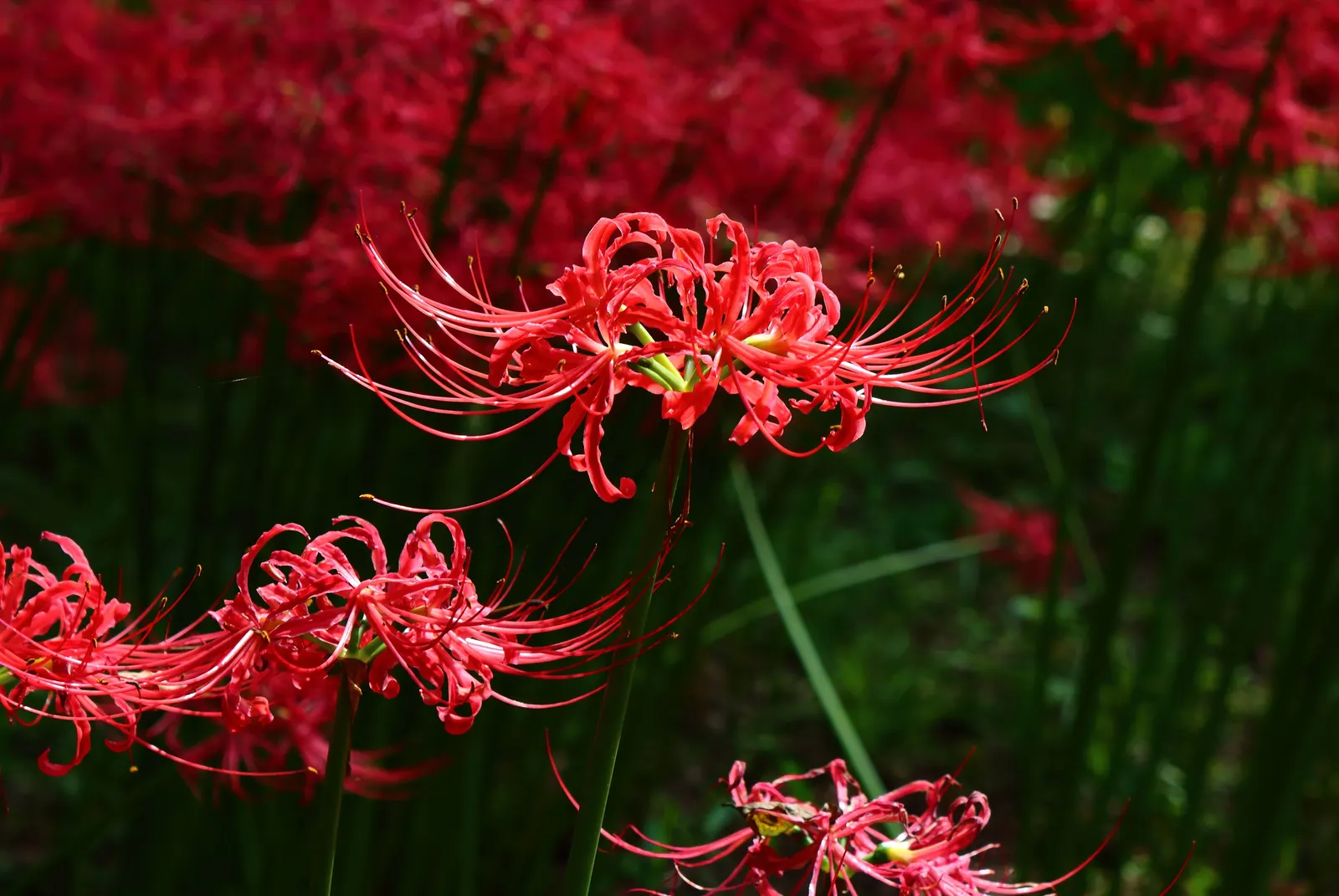 Spider Lily (Lycoris Radiata) — Moreover, these bulbs can naturalize over time, forming impressive clumps; which emerge in late summer to early fall, image 162