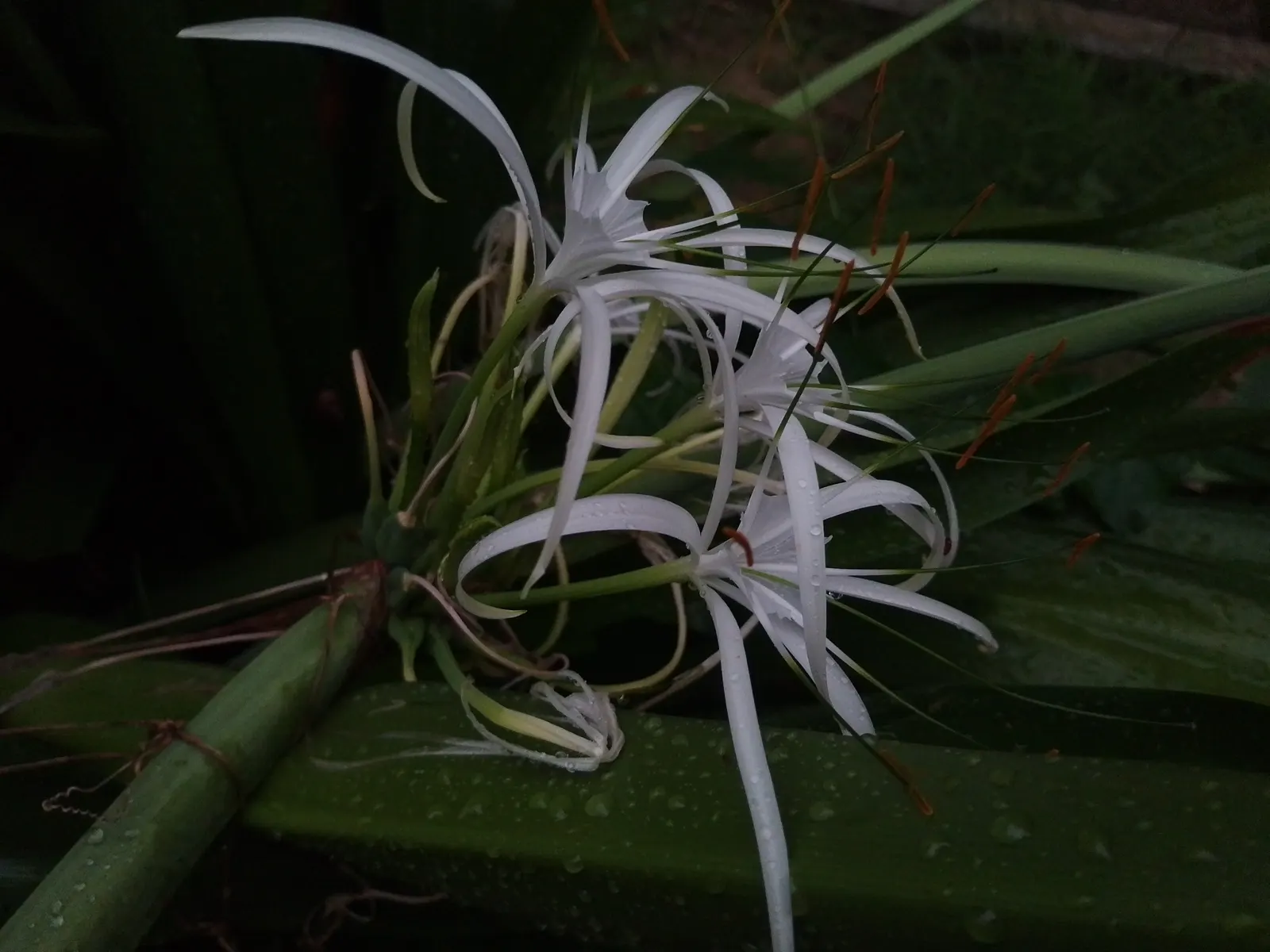 Spider Lily (Lycoris Radiata) — ensuring they receive at least 4-6 hours of sunlight daily