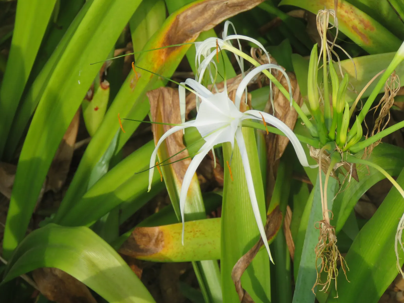 Spider Lily (Lycoris Radiata) — For visual impact, group them in clusters of 5 to 7 bulbs spaced approximately 8 to 10 inches apart; their flowers, image 107