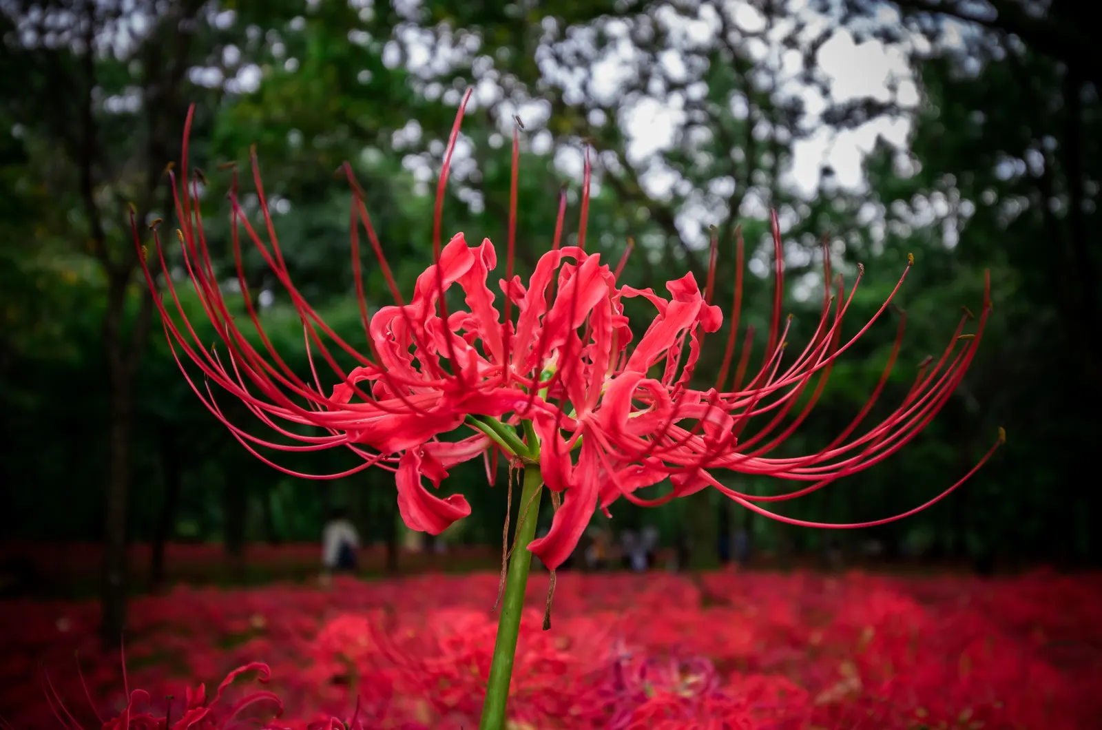 Spider Lily (Lycoris Radiata) — bulb with red blooms; their flowers are vibrant red with narrow, image 83