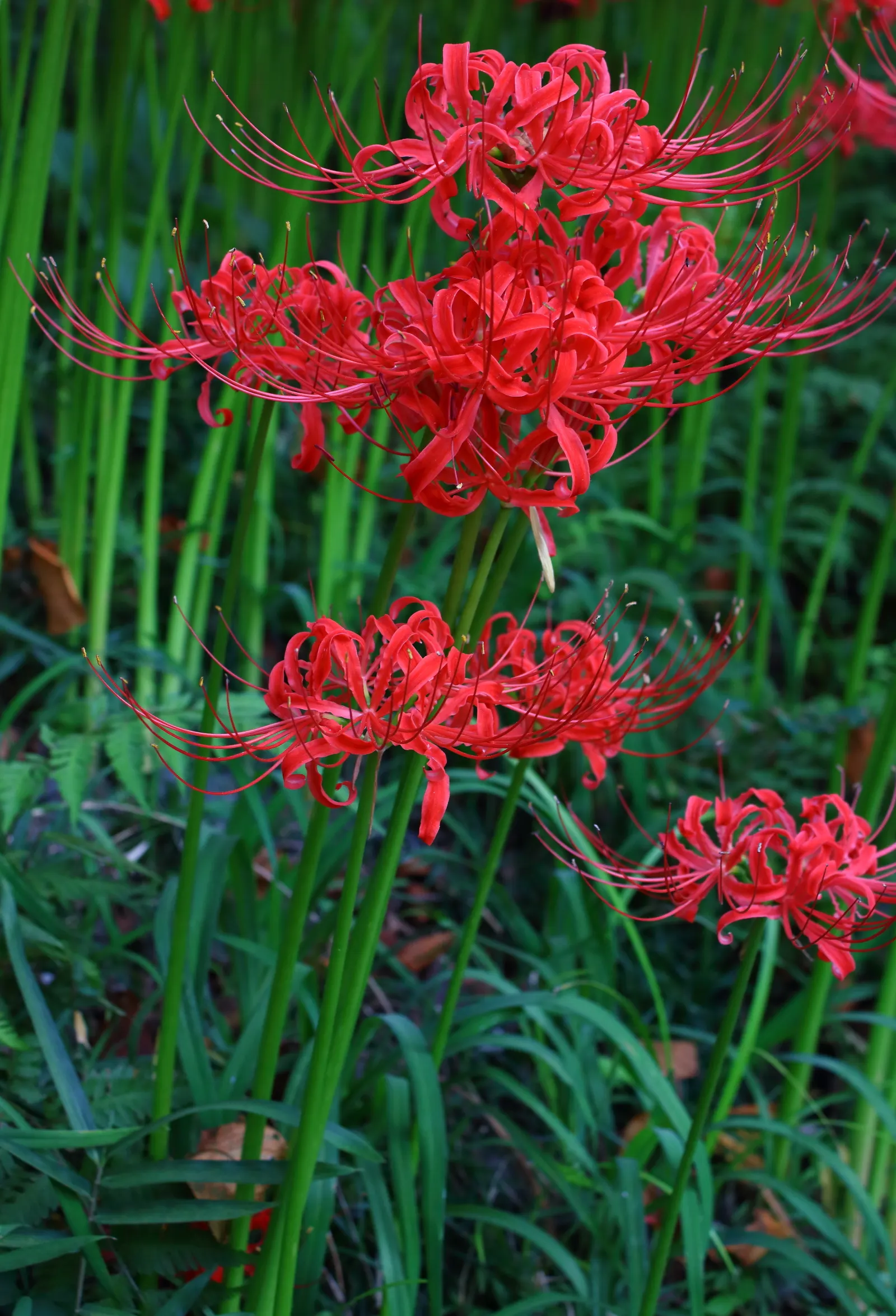 Spider Lily (Lycoris Radiata) — A member of the Amaryllidaceae family; reaching 1-2 feet in height, it's ideal for borders, image 121