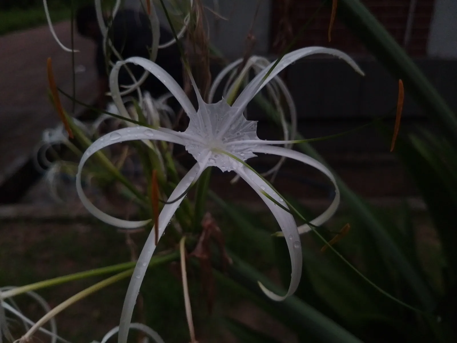 Spider Lily (Lycoris Radiata) — creating an illusion of spiders dancing atop the foliage-free stems.<br><br>As they are toxic if ingested