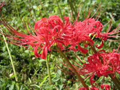 Spider Lily (Lycoris Radiata) — ensuring a dramatic autumnal display in residential or commercial landscapes.<br><br>Remember; reaching 1-2 feet in height