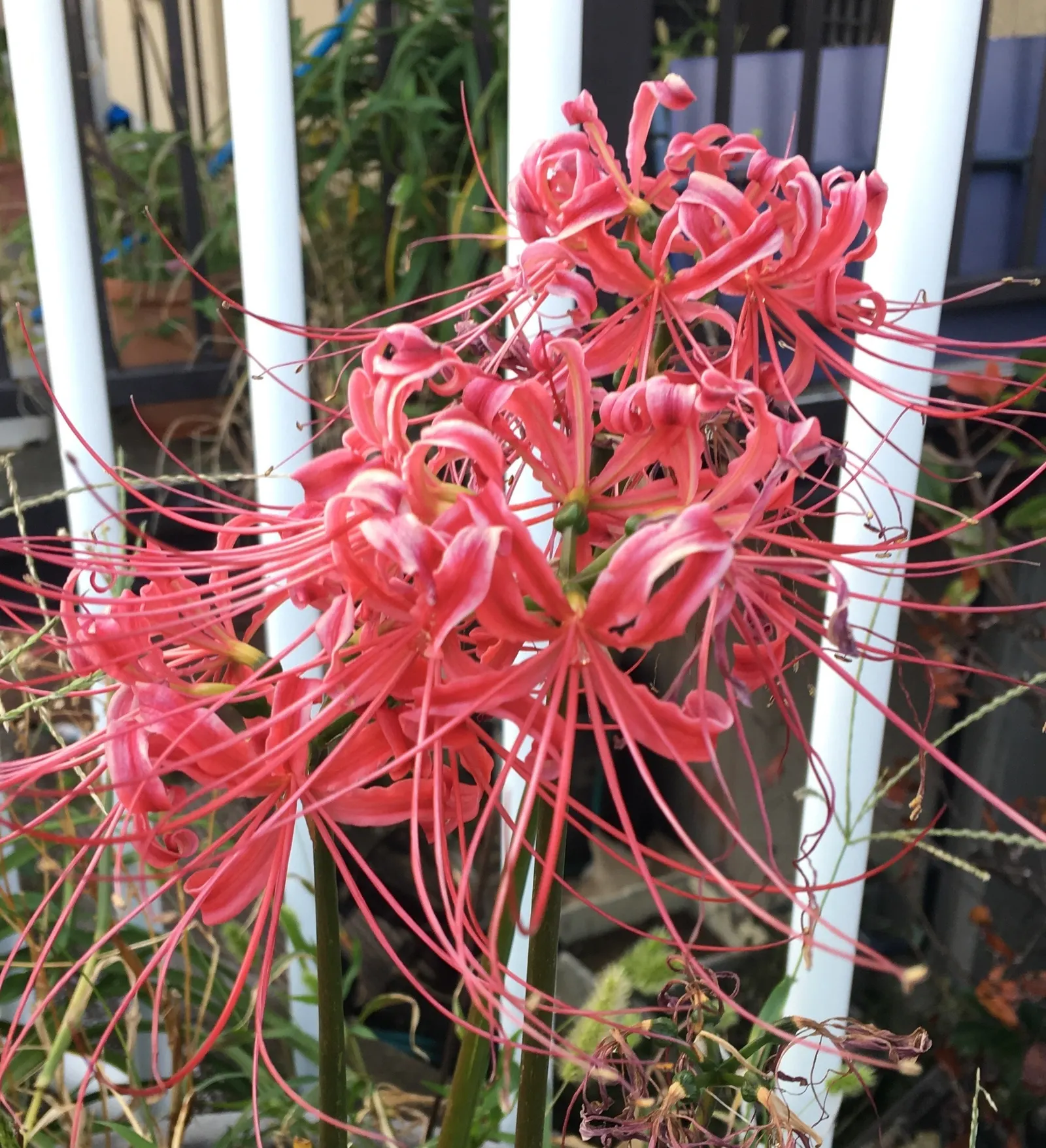 Spider Lily (Lycoris Radiata) — creating an illusion of spiders dancing atop the foliage-free stems.<br><br>As they are toxic if ingested; ensuring, image 104