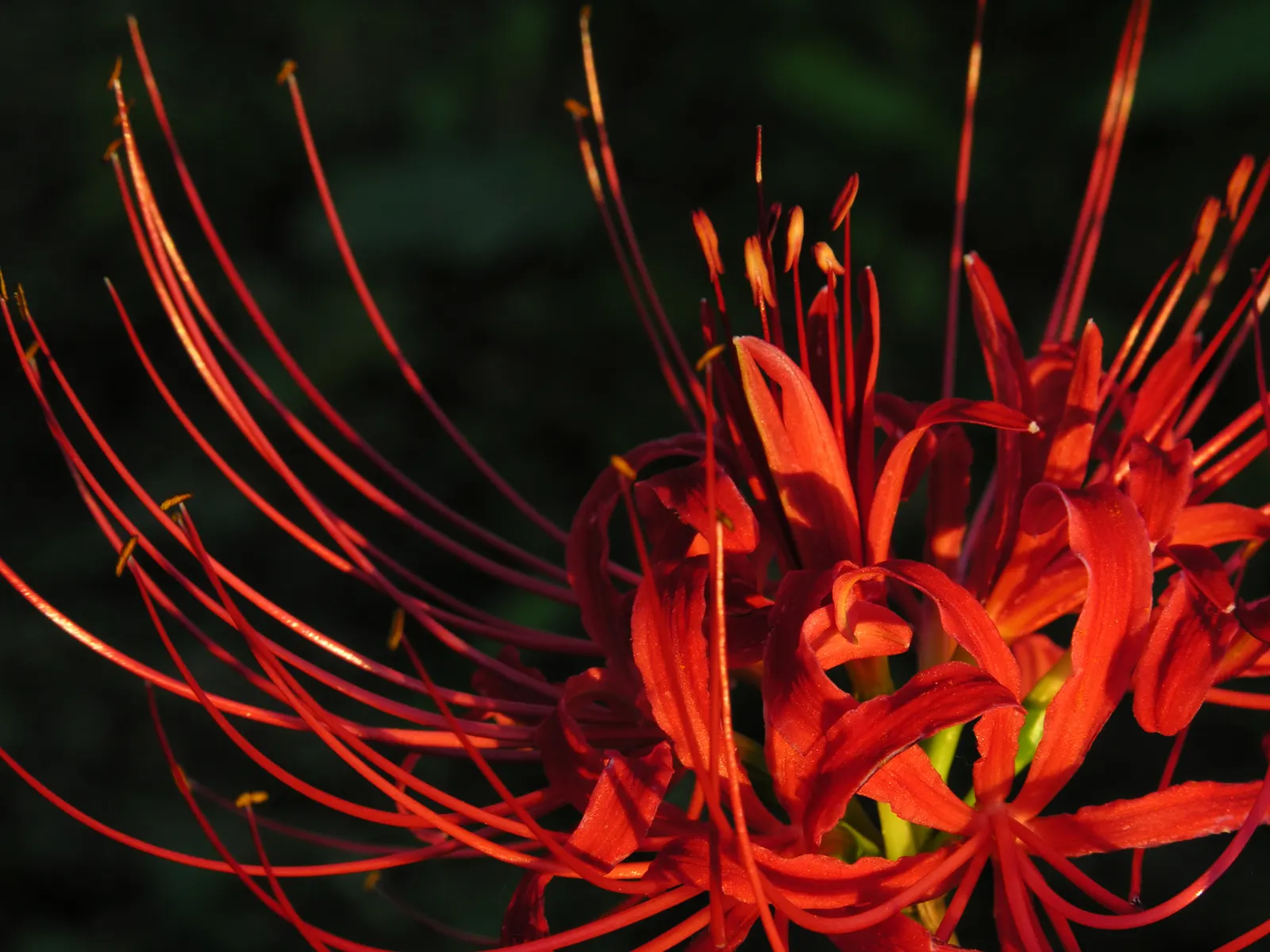 Spider Lily (Lycoris Radiata) — This adds depth and volume; ensuring a dramatic autumnal display in residential or commercial, image 192