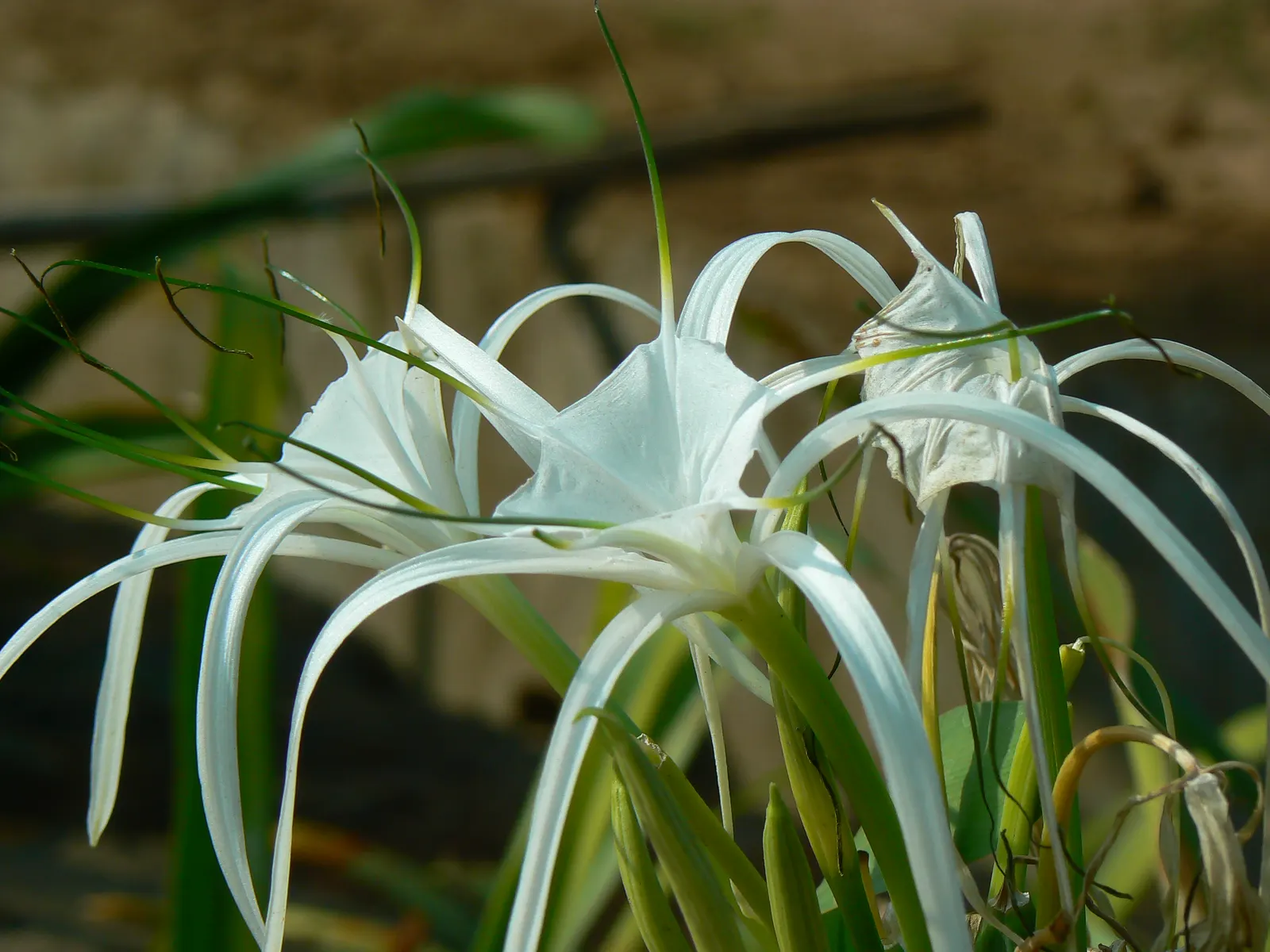 Spider Lily (Lycoris Radiata) — red flowers in the garden; which emerge in late summer to early fall