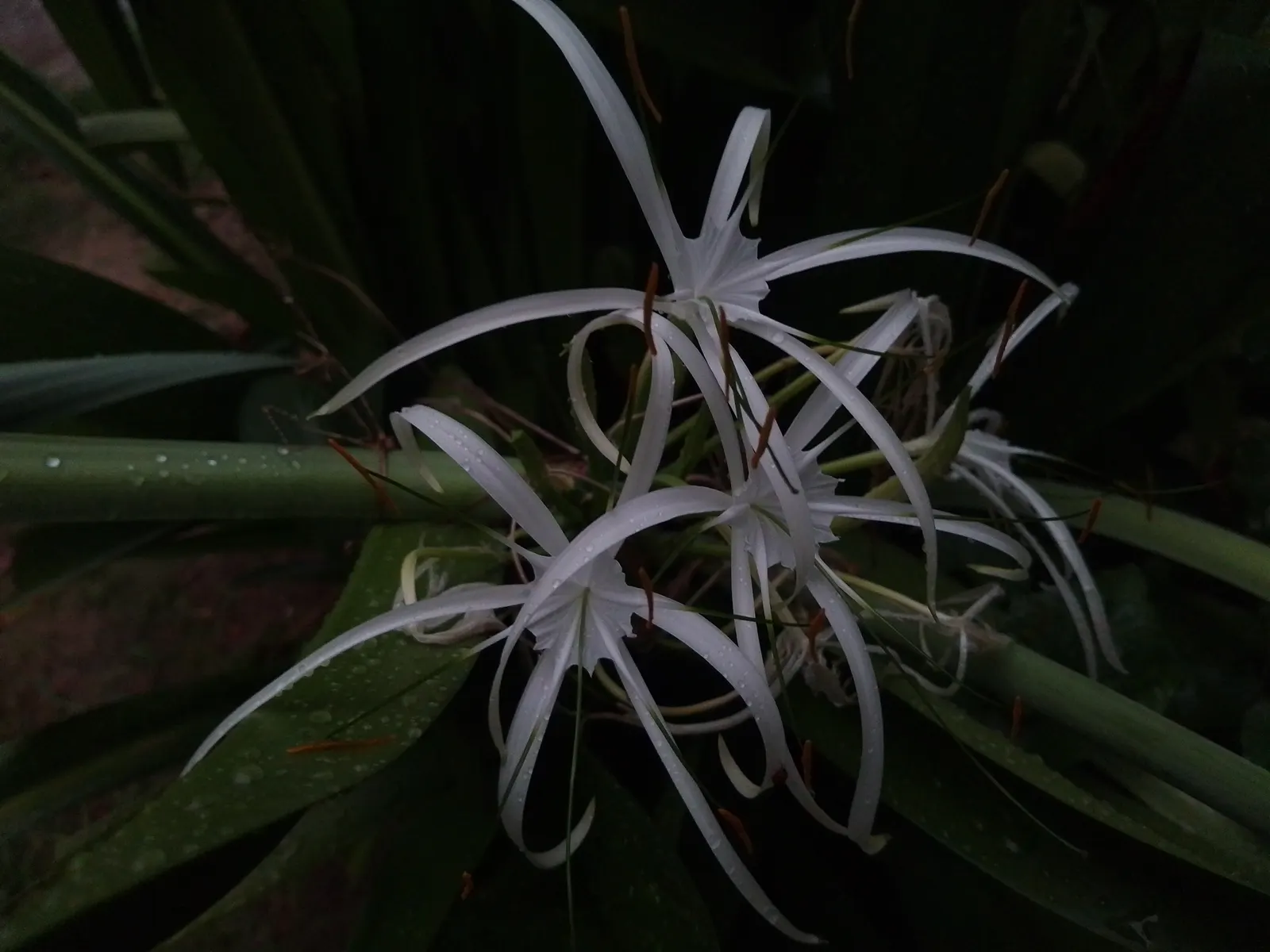 Spider Lily (Lycoris Radiata) — Plant bulbs 5-6 inches deep and 6-8 inches apart; reaching 1-2 feet in height, it's ideal for borders, image 117