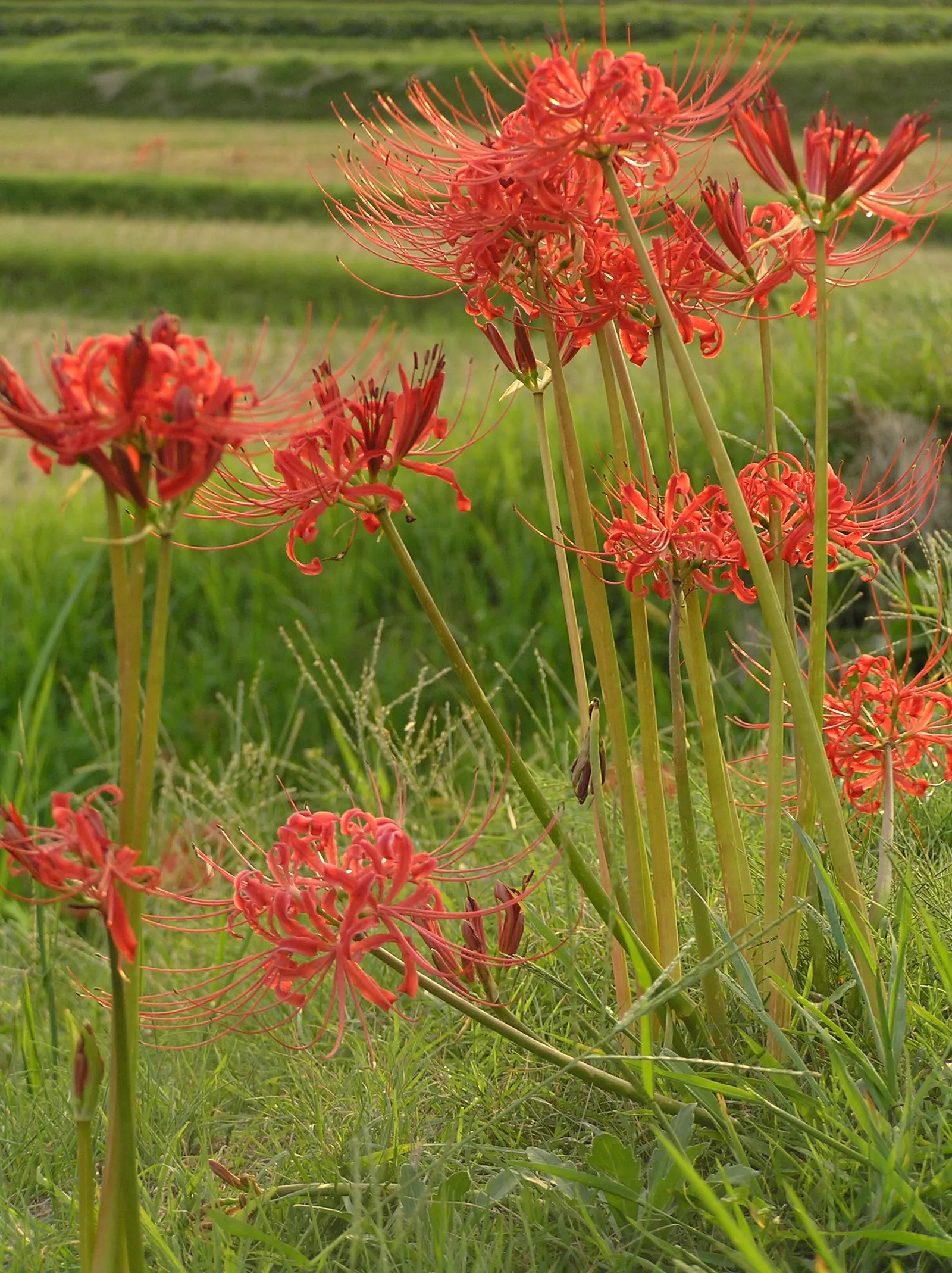 Spider Lily (Lycoris Radiata) — consider placing them in full sun to partial shade; reaching 1-2 feet in height, it's ideal for borders