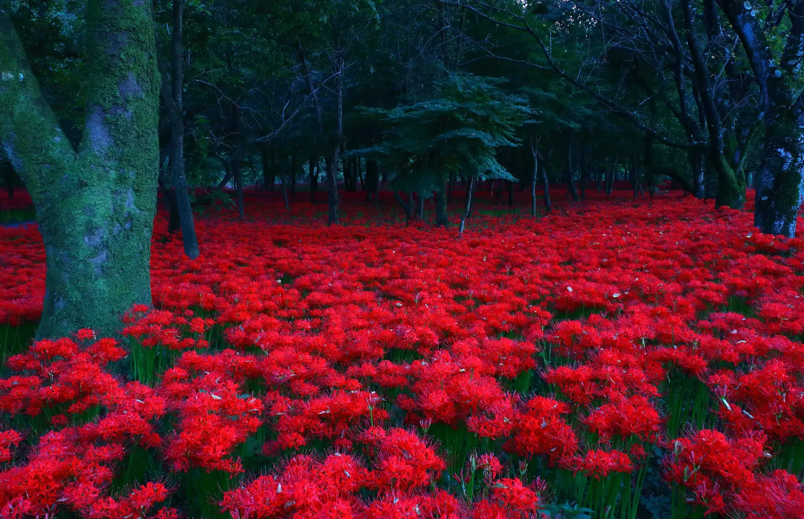 Spider Lily (Lycoris Radiata) — ensuring they receive at least 4-6 hours of sunlight daily; which emerge in late summer to early fall, image 210