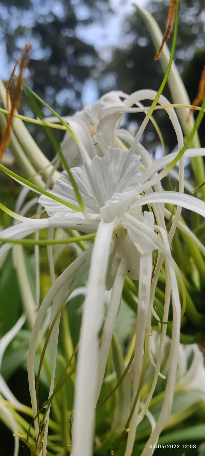 Spider Lily (Lycoris Radiata) — which emerge in late summer to early fall; their flowers are vibrant red with narrow, image 67