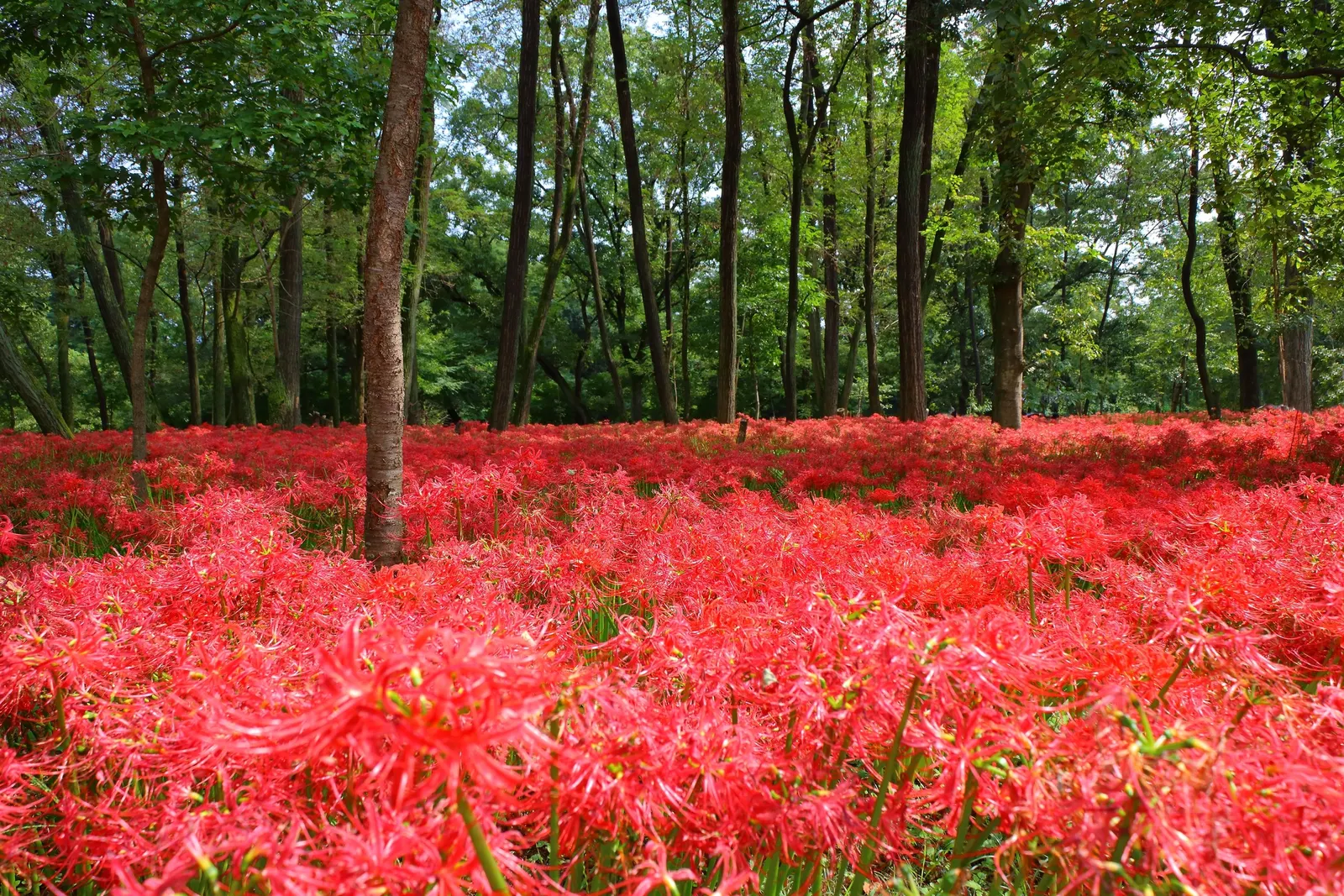 Spider Lily (Lycoris Radiata) — These plants prefer well-drained soil and are relatively drought tolerant once established; their flowers are, image 99