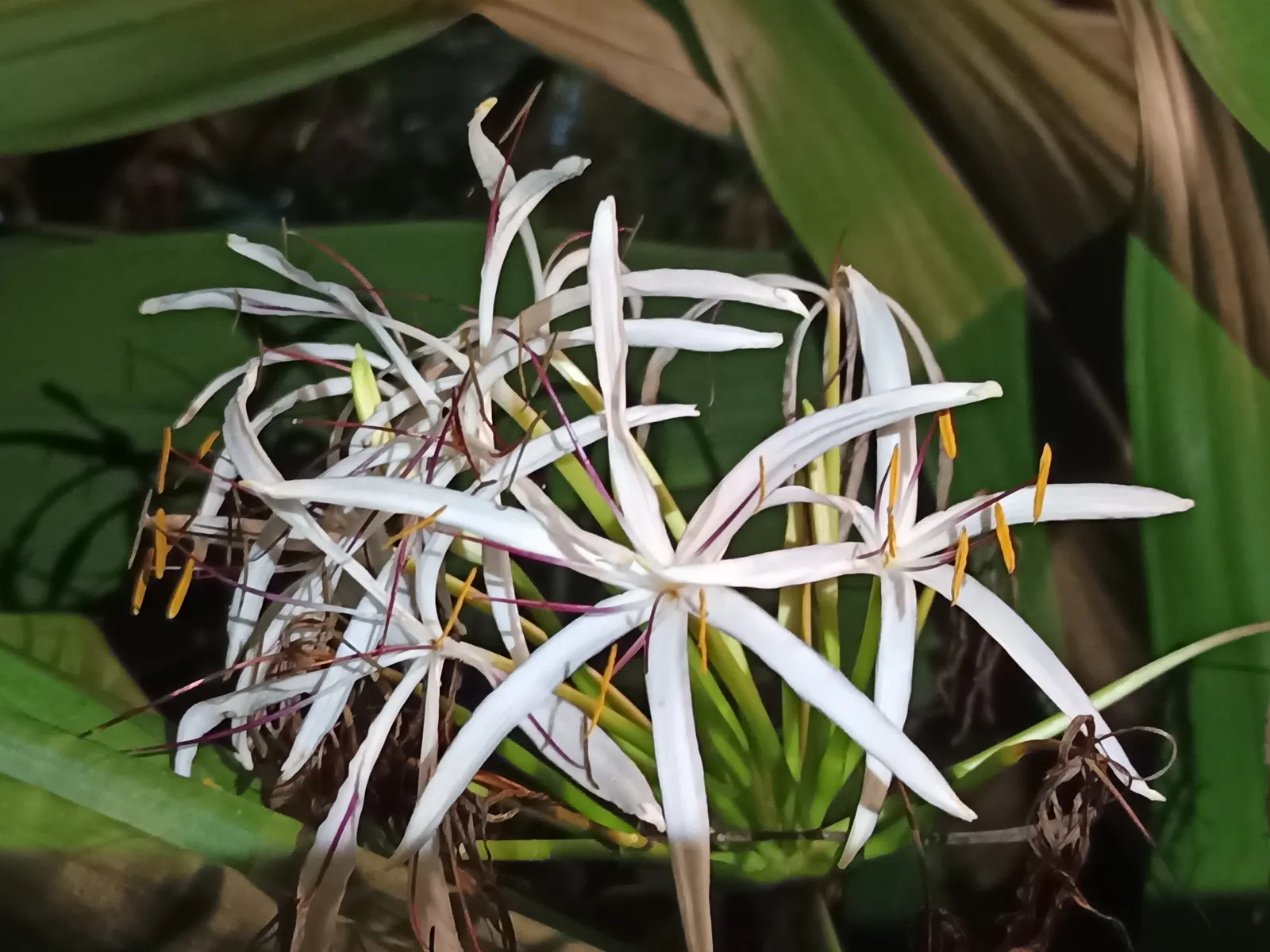 Spider Lily (Lycoris Radiata) — making them an excellent choice for xeriscaping or areas with low rainfall; ensuring a dramatic autumnal display in, image 100