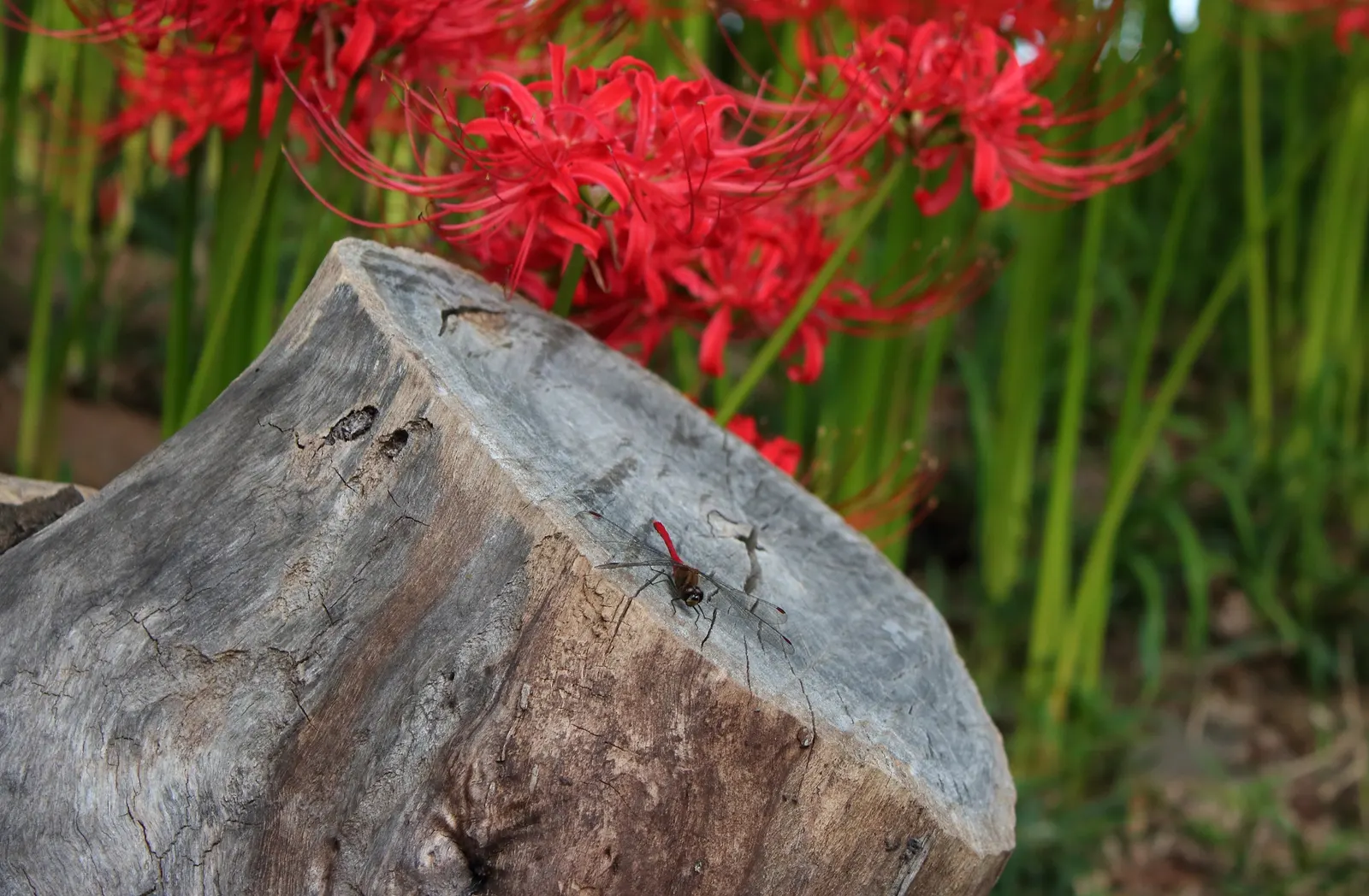 Spider Lily (Lycoris Radiata) — This adds depth and volume