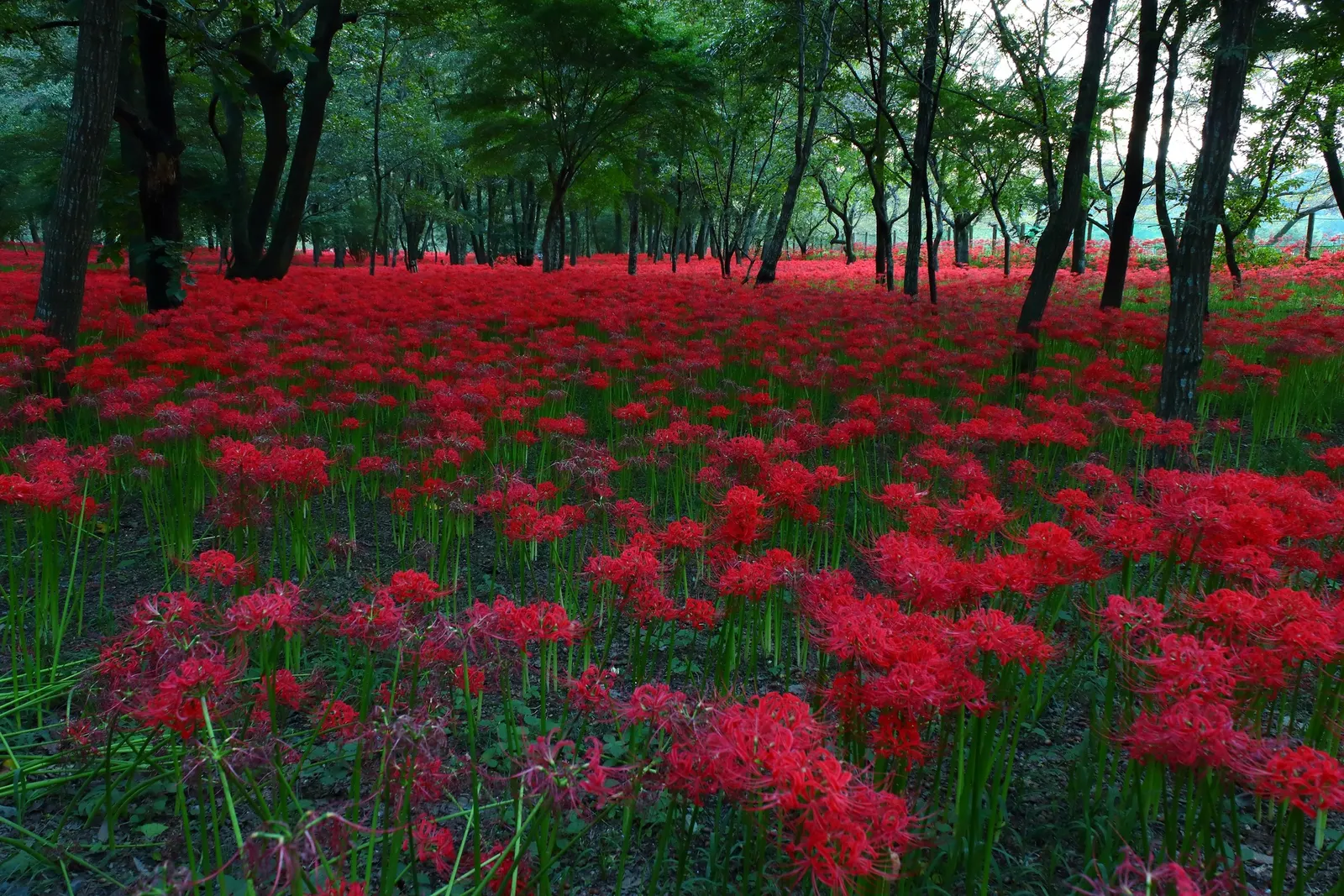 Spider Lily (Lycoris Radiata) — A member of the Amaryllidaceae family; reaching 1-2 feet in height, it's ideal for borders
