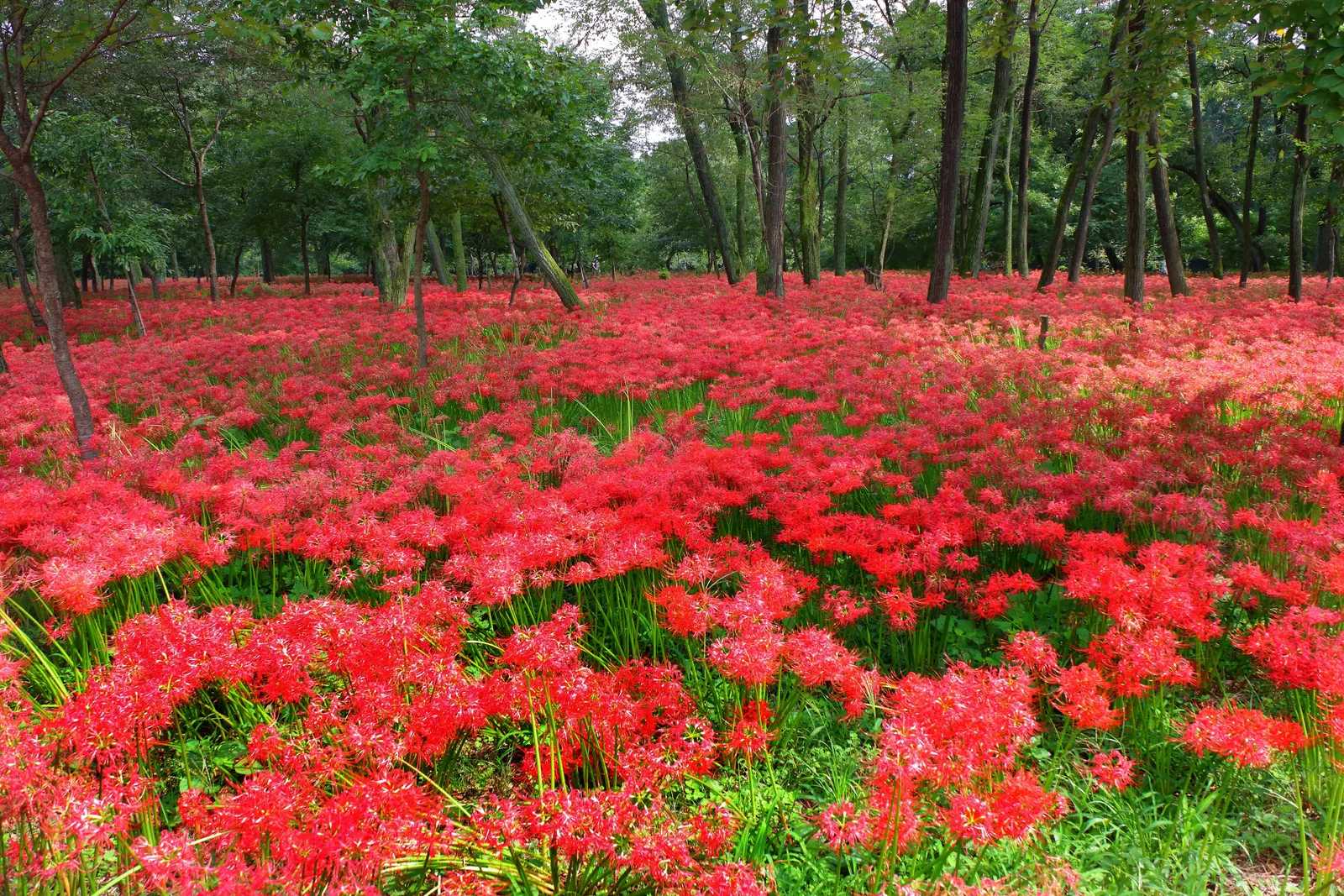 Spider Lily (Lycoris Radiata) — Plant bulbs 5-6 inches deep and 6-8 inches apart; reaching 1-2 feet in height, it's ideal for borders, image 145