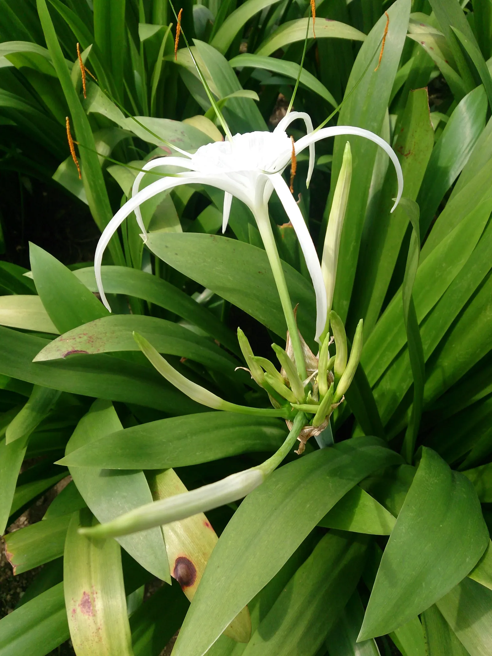 Spider Lily (Lycoris Radiata) — elongated petals that reflex back