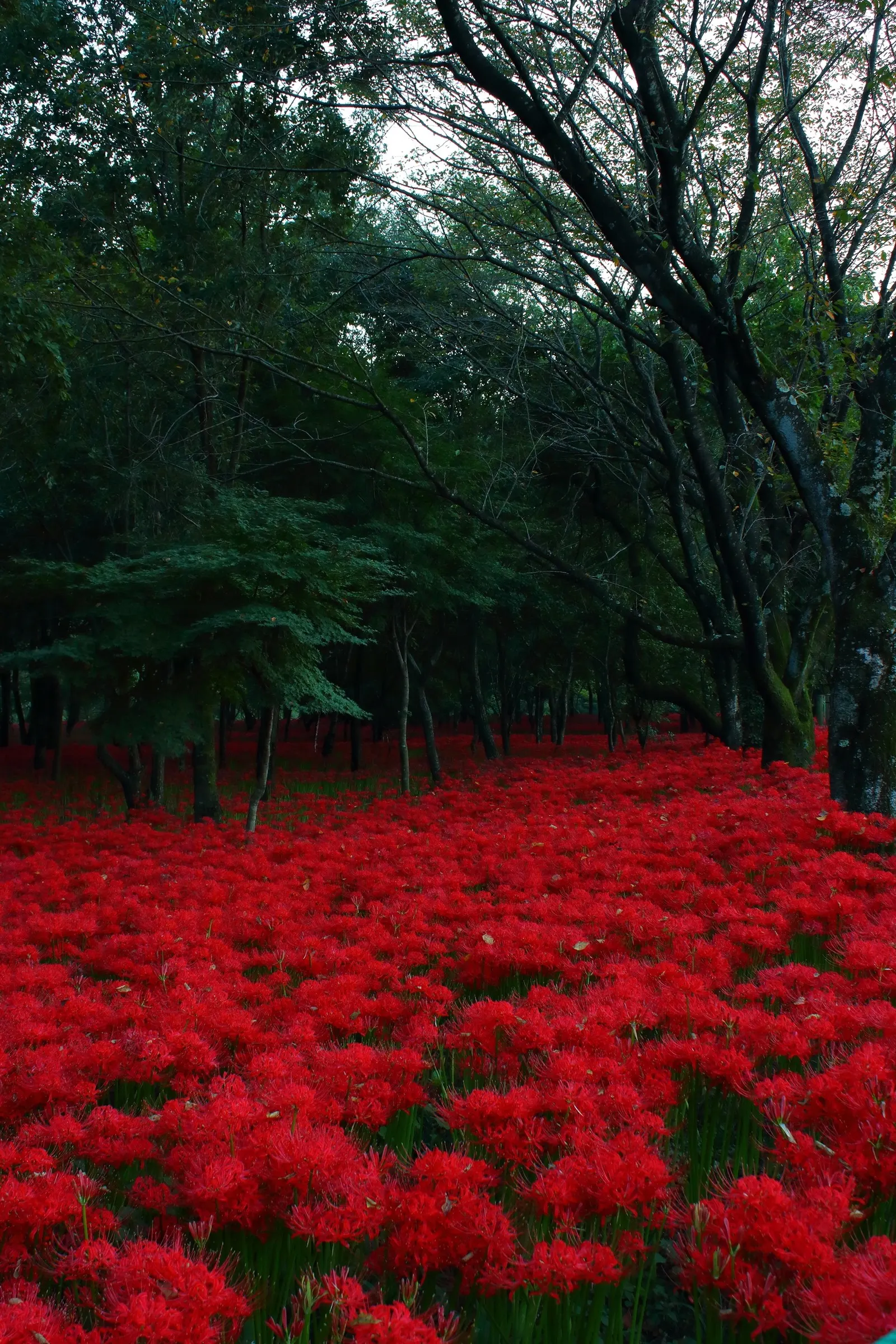 Spider Lily (Lycoris Radiata) — For visual impact, group them in clusters of 5 to 7 bulbs spaced approximately 8 to 10 inches apart