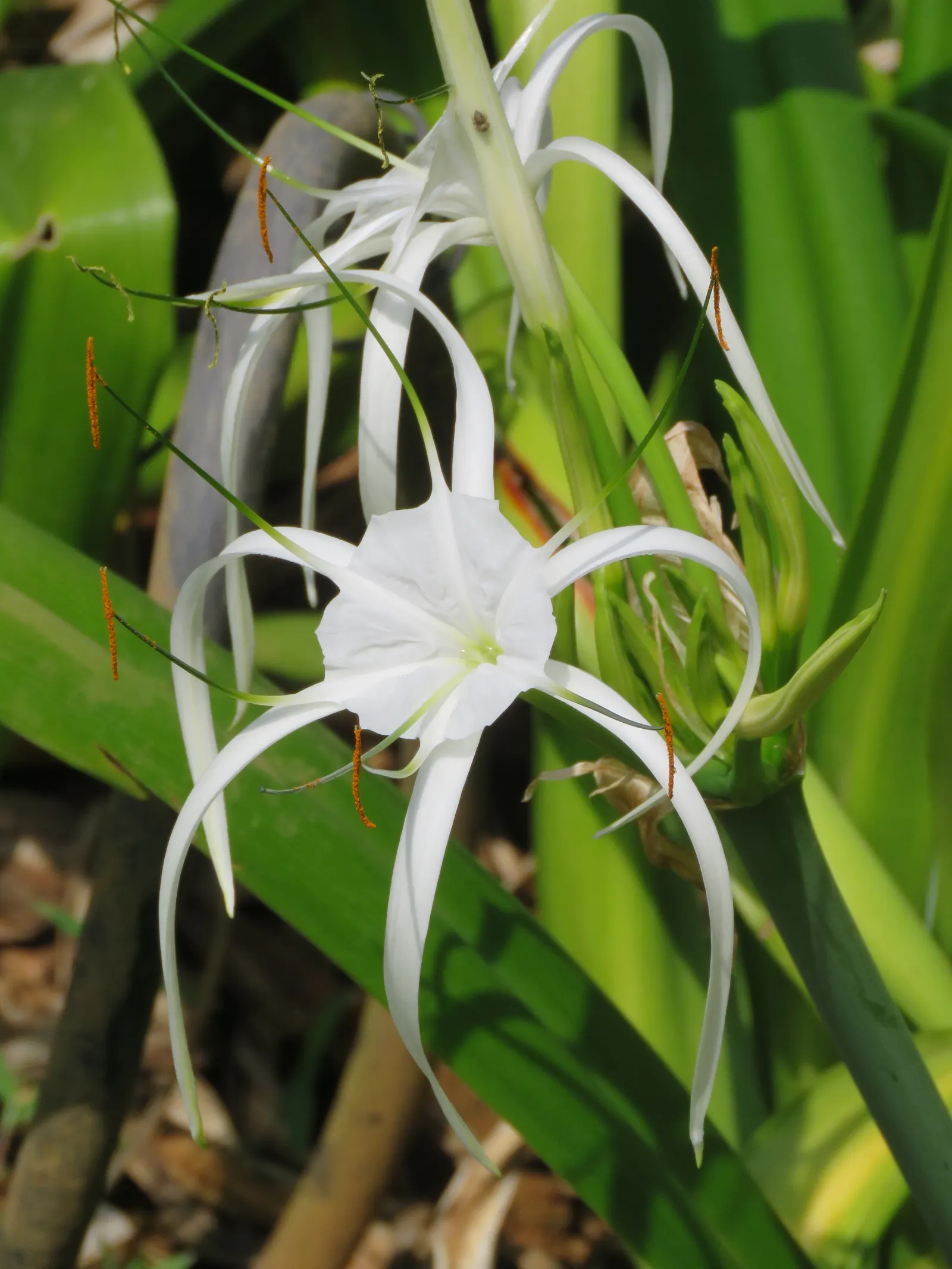 Spider Lily (Lycoris Radiata) — It thrives in USDA zones 6-10, prefers partial shade, and well-draining soil; their flowers are vibrant red with, image 171