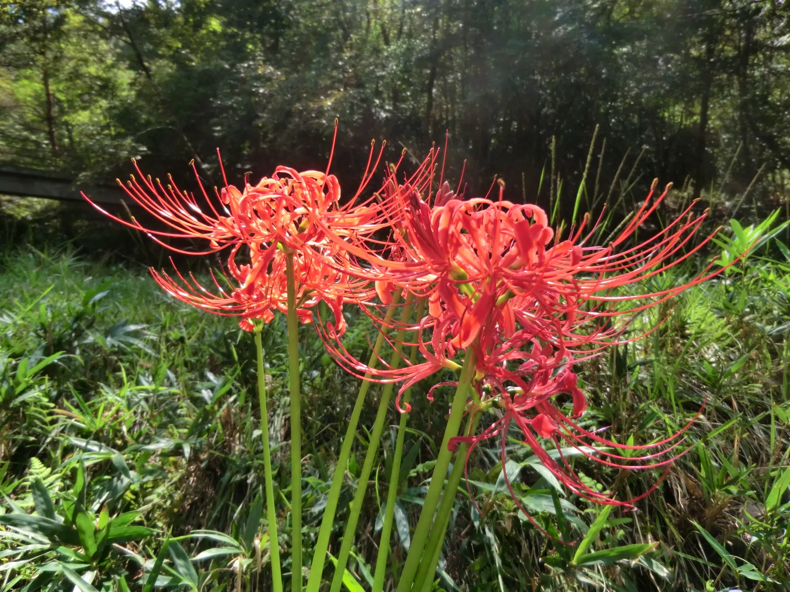 Spider Lily (Lycoris Radiata) — Their flowers are vibrant red with narrow; which emerge in late summer to early fall, image 186